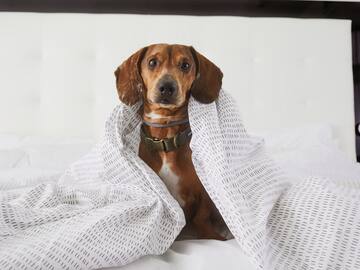 a dog wrapped in a blanket