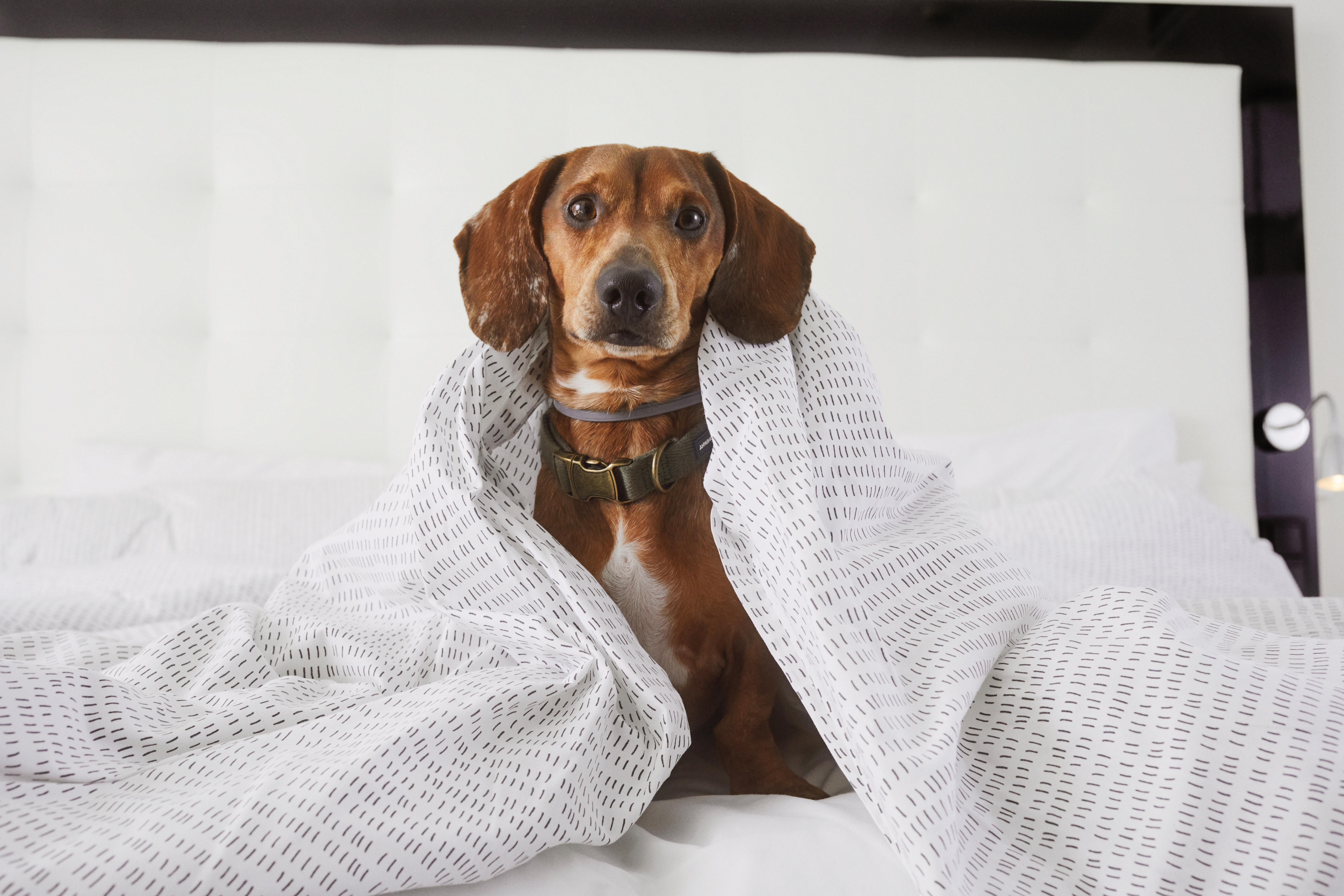 Cozy brown dog under a patterned white blanket on a comfortable bed.