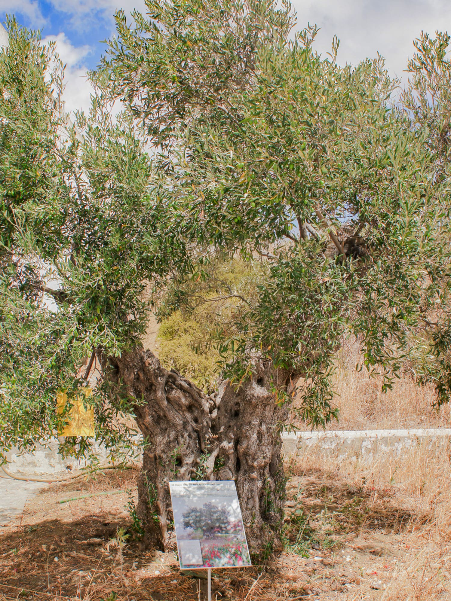 a tree with a sign in the middle
