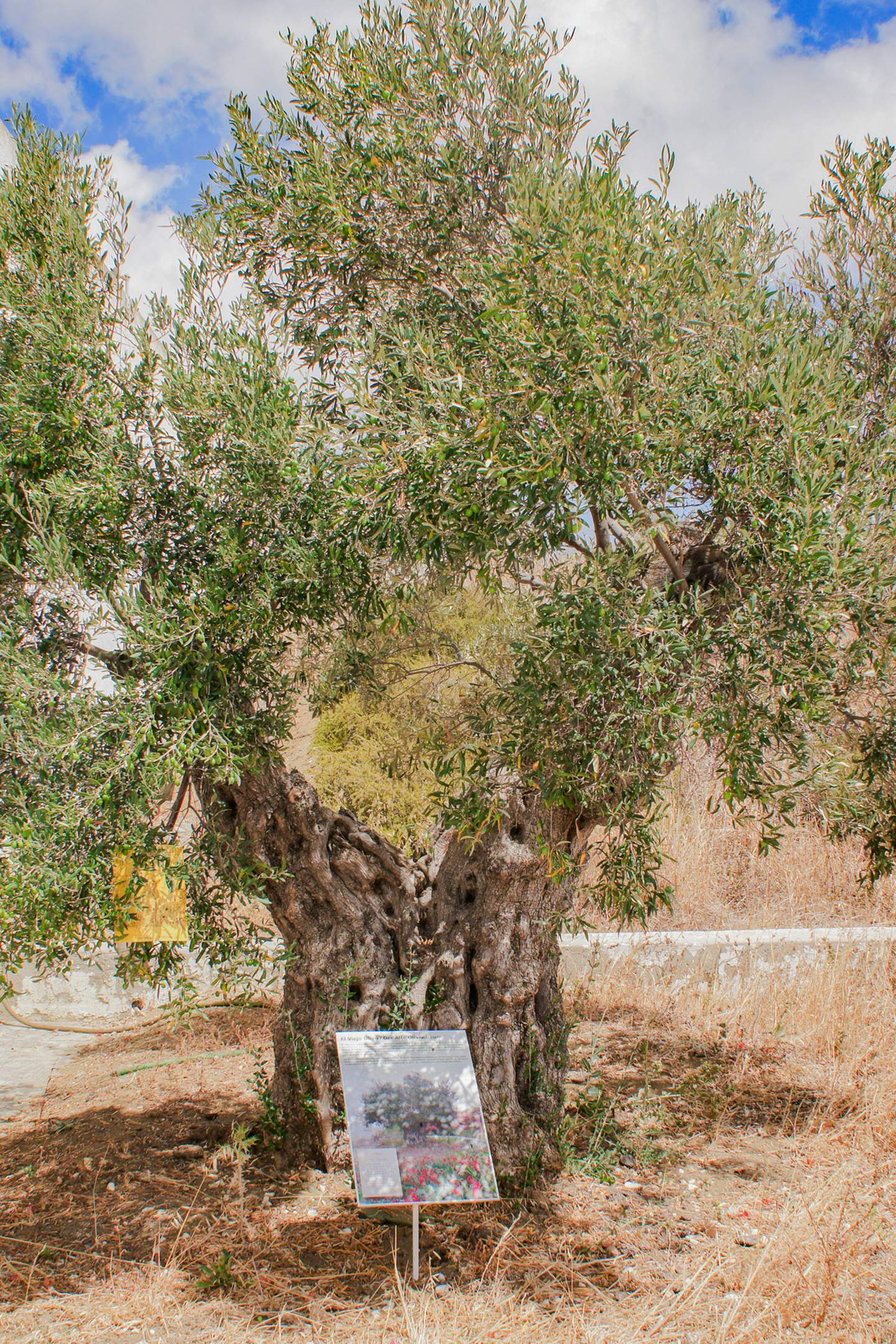 a tree with a sign in the middle