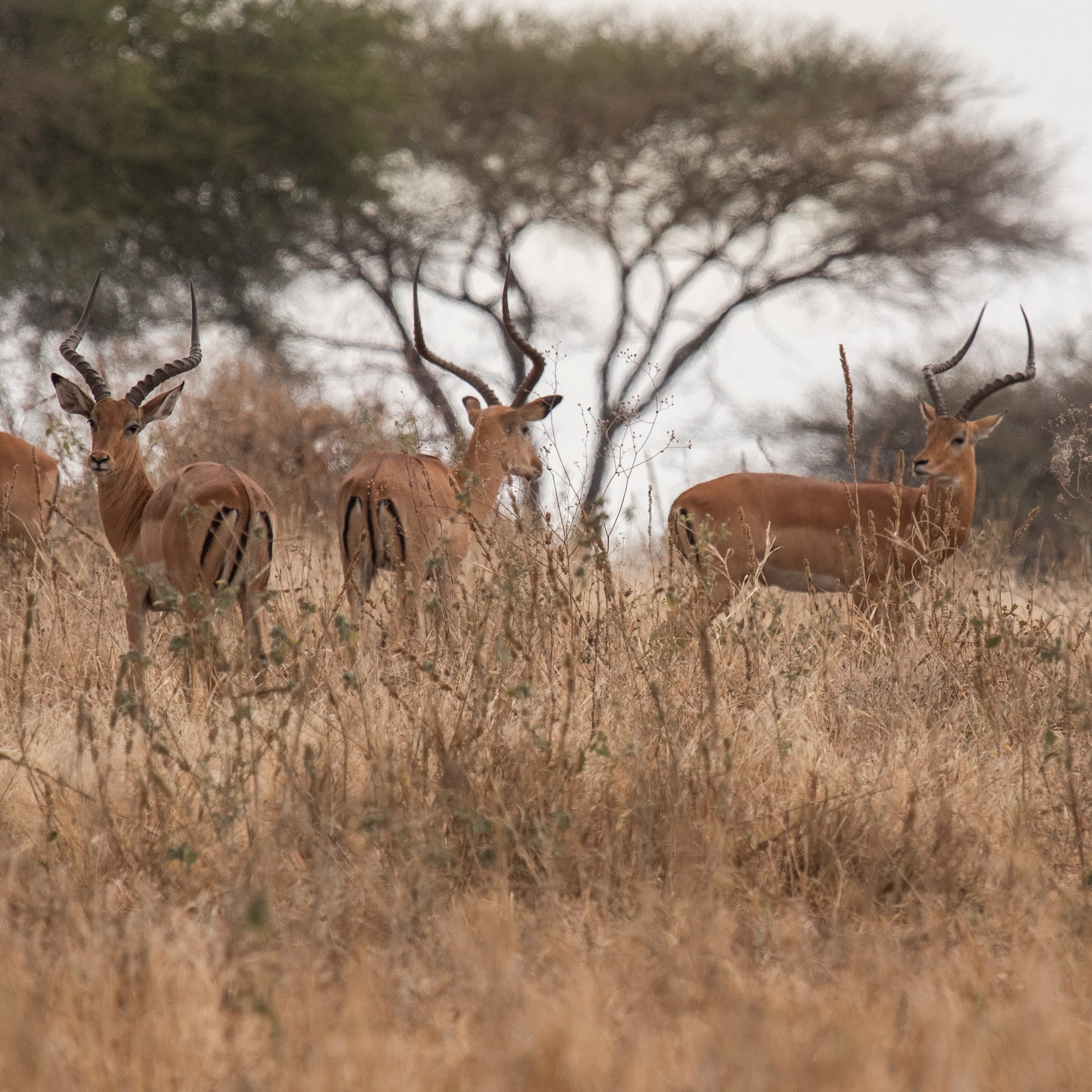 a group of gazelles in a field
