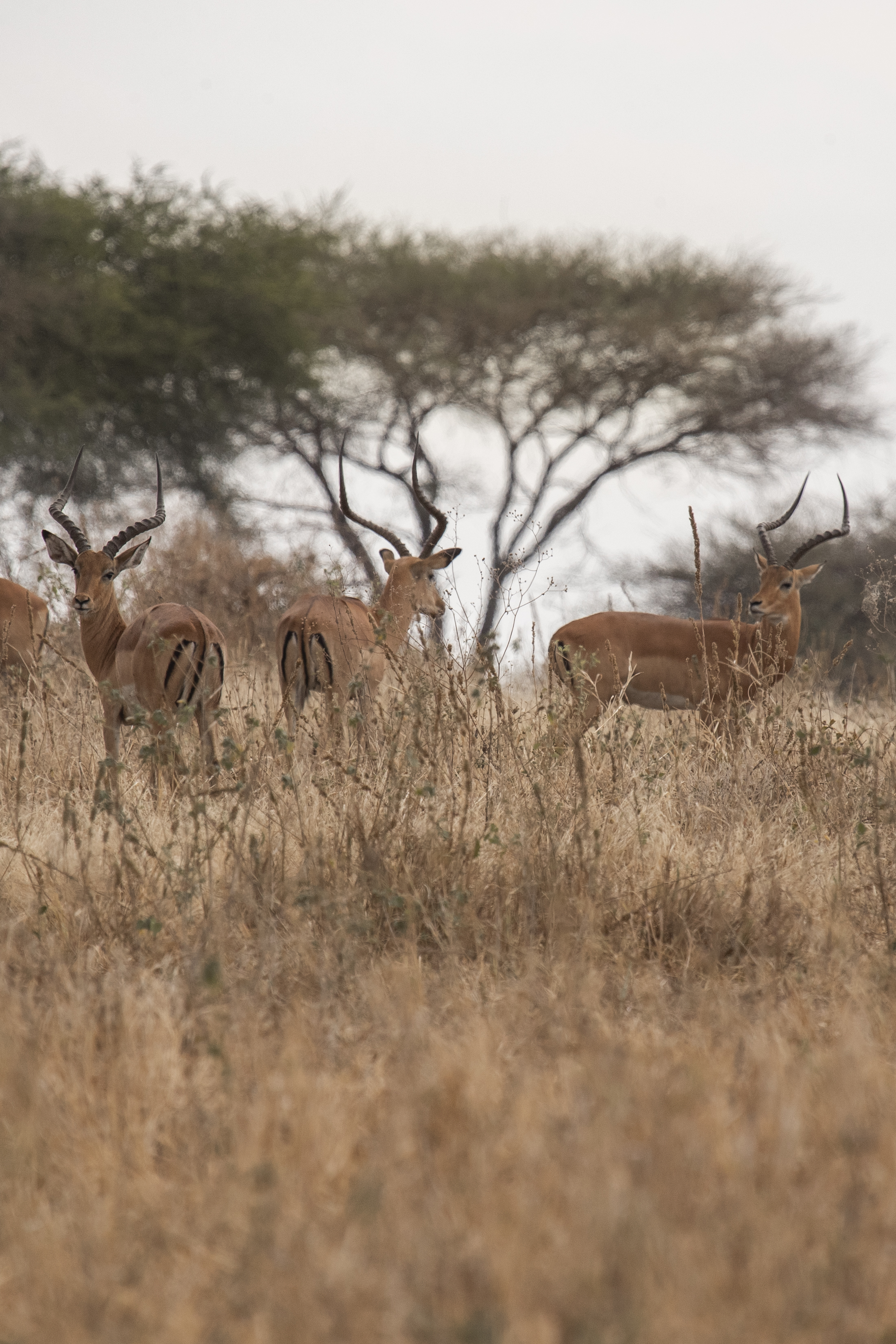 a group of gazelles in a field