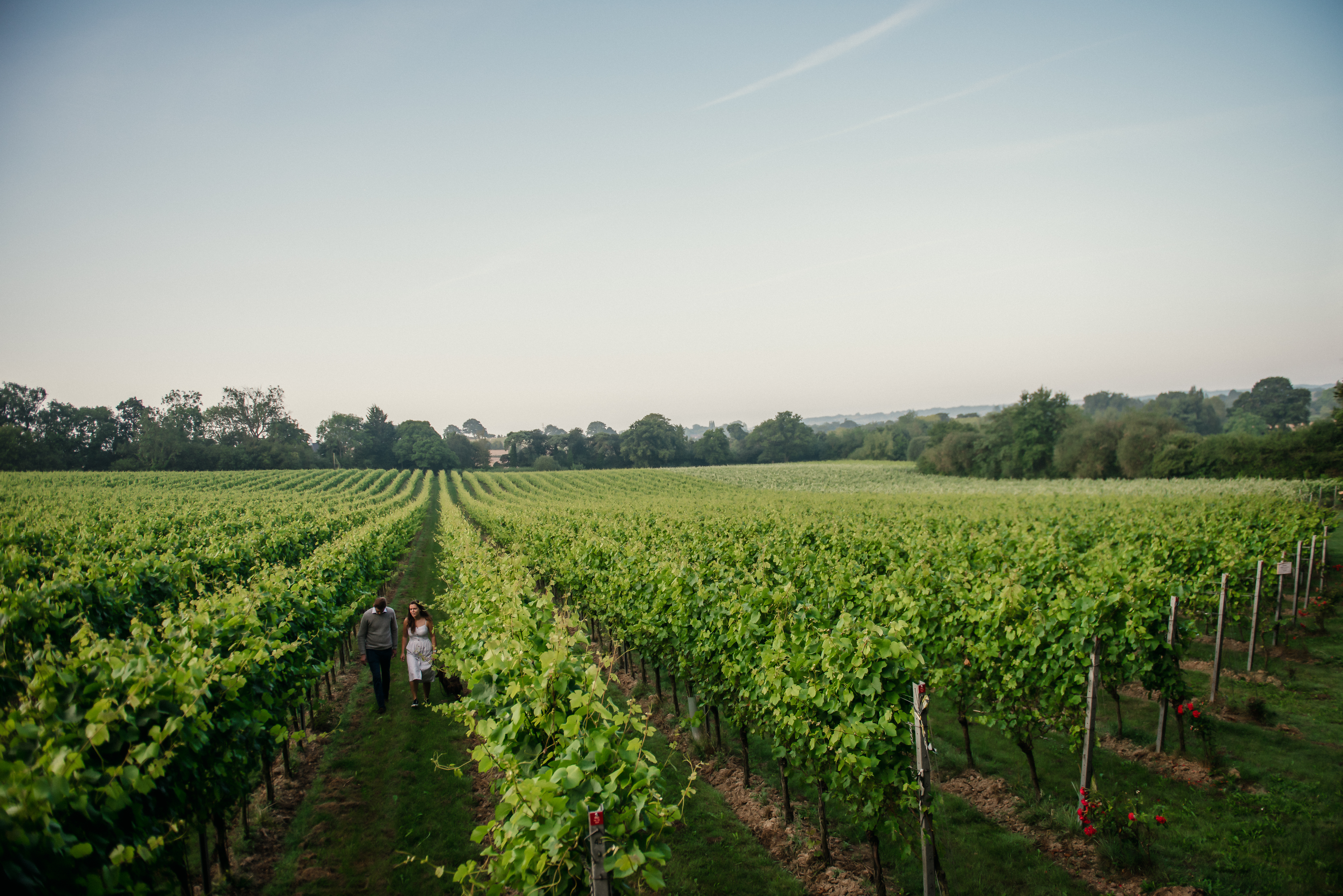 a couple walking in a vineyard