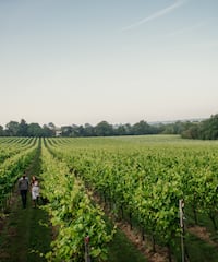 a couple walking in a vineyard
