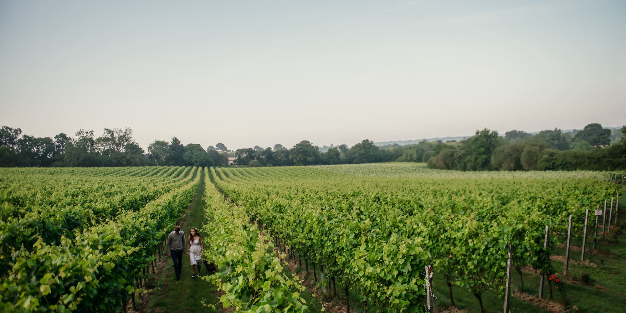 a couple walking in a vineyard