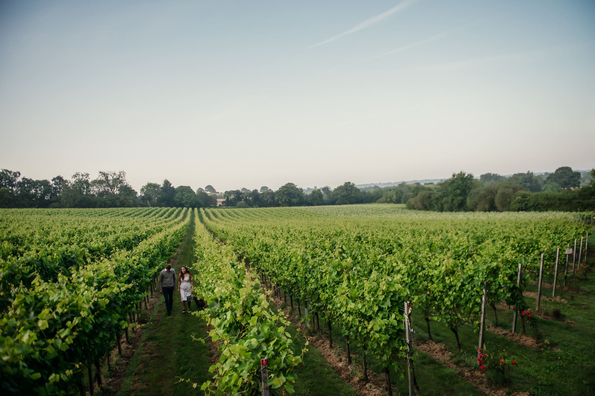 a couple walking in a vineyard
