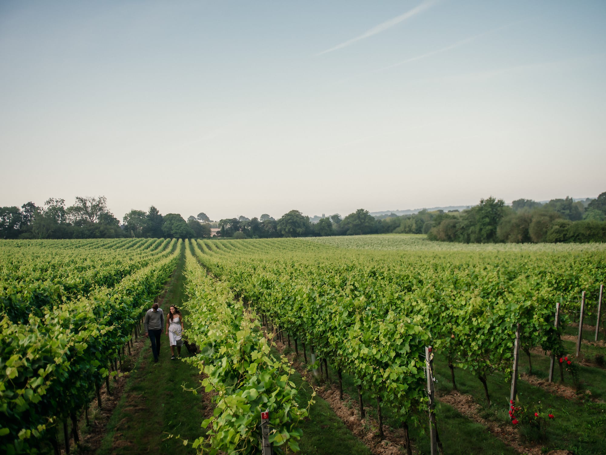 a couple walking in a vineyard