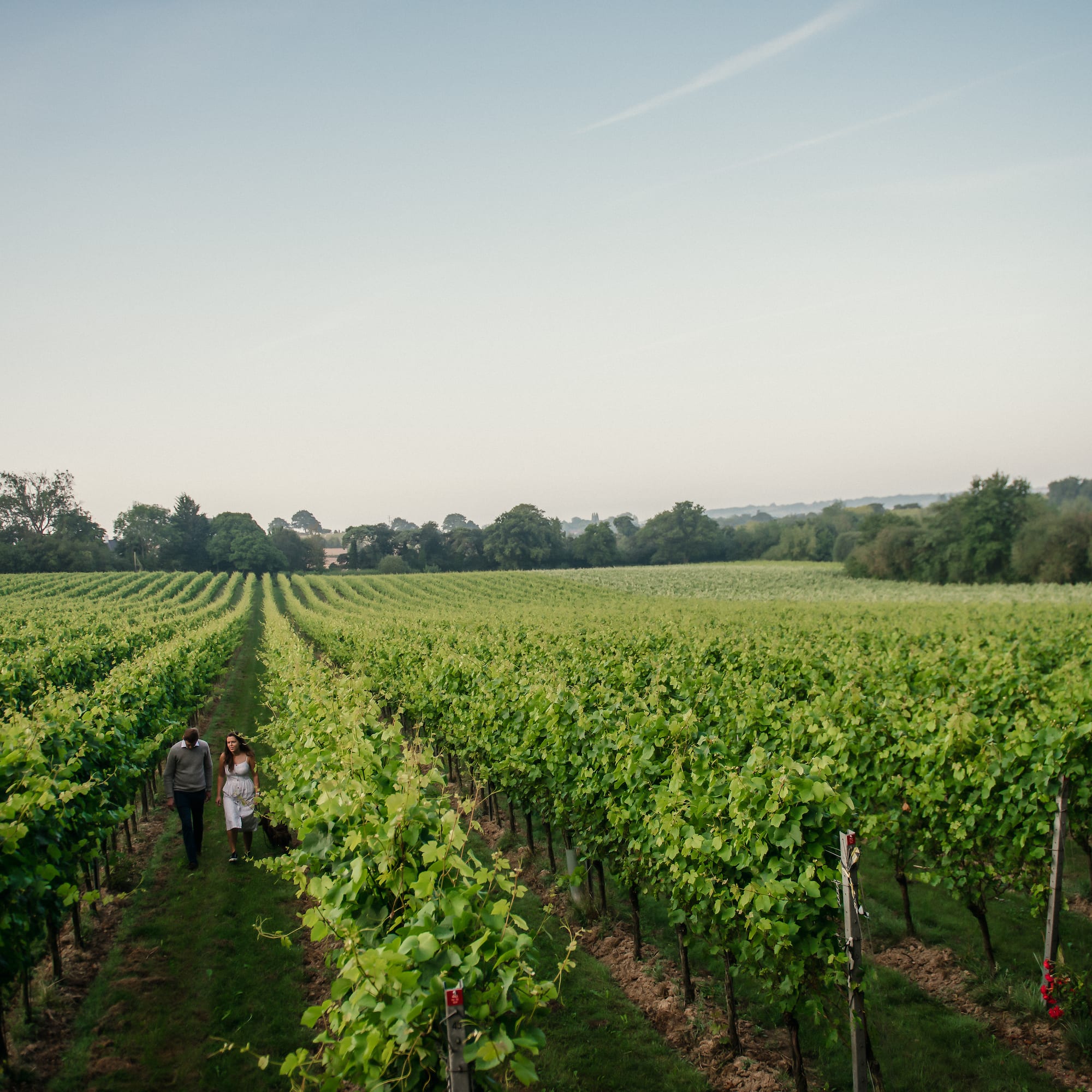 a couple walking in a vineyard