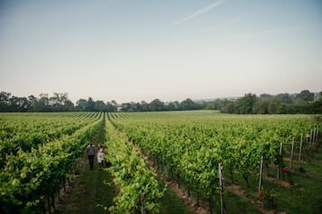 a couple walking in a vineyard