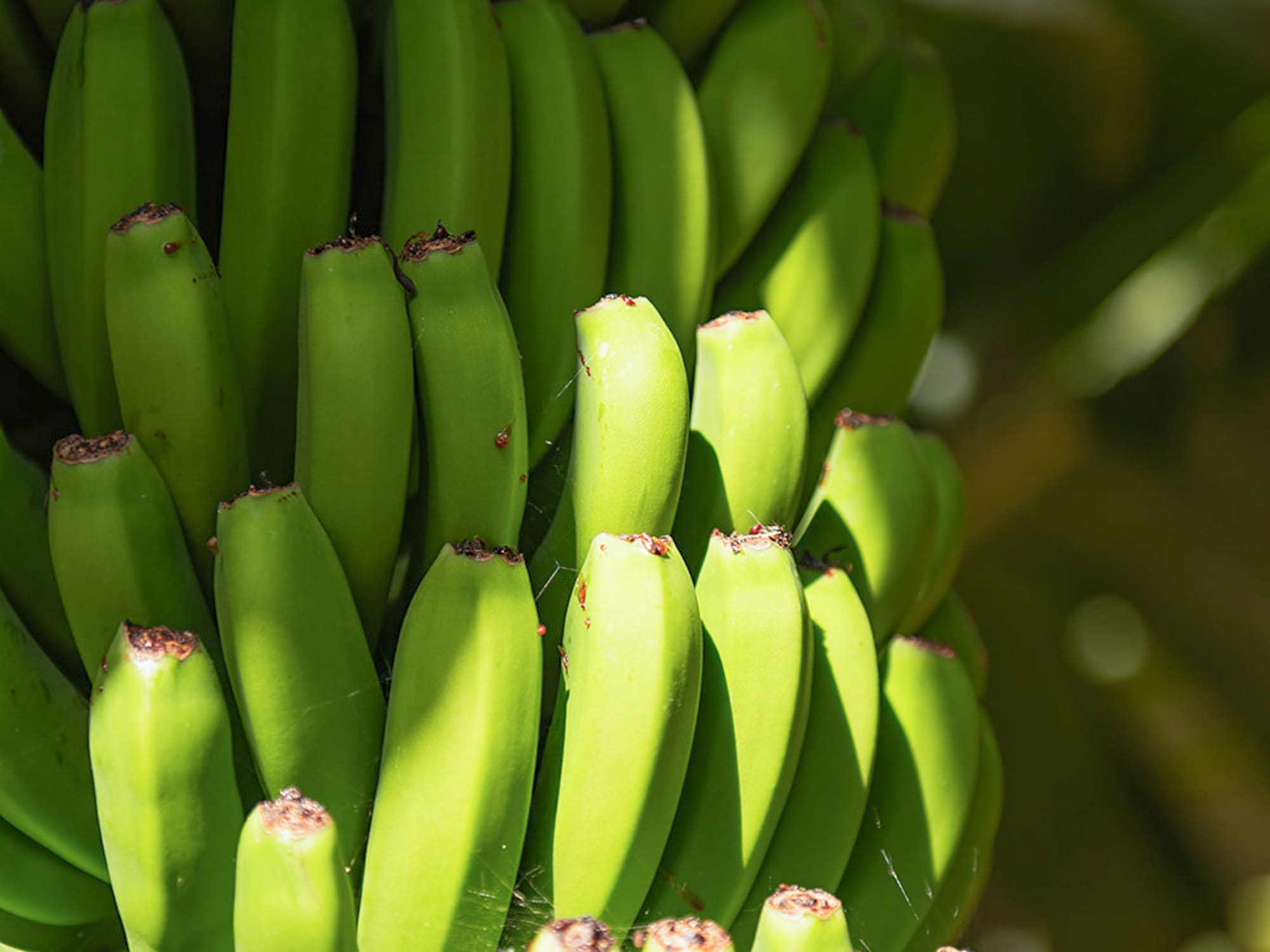 a bunch of green bananas