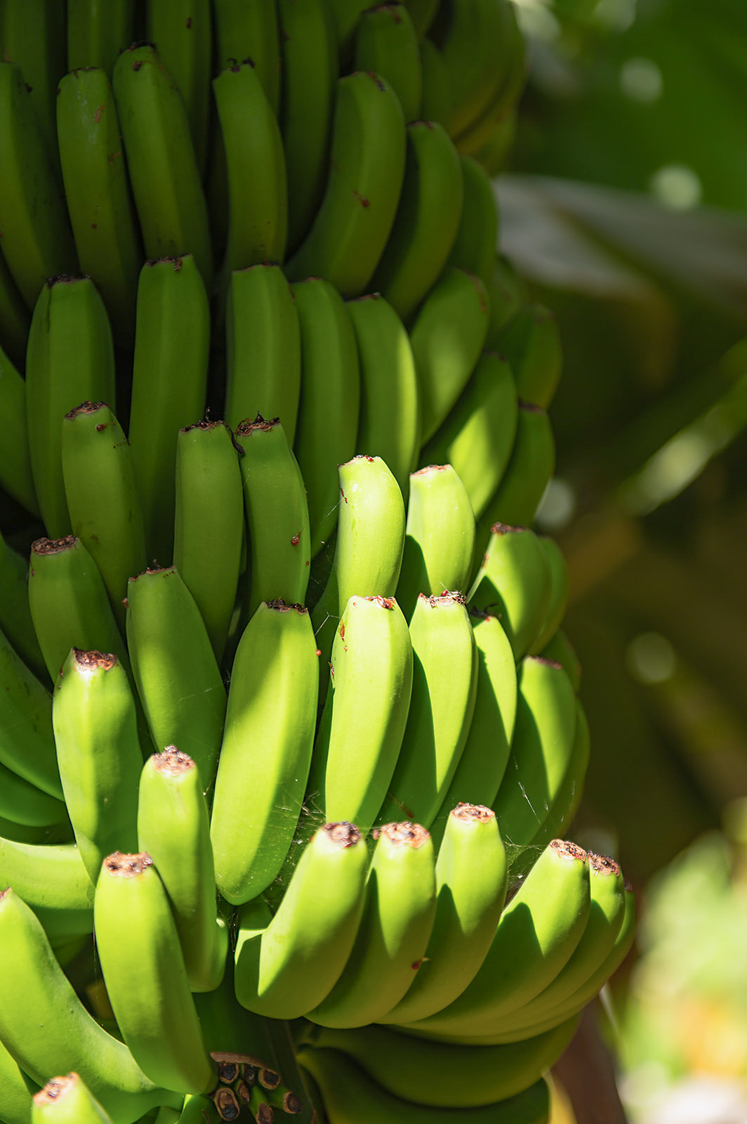 a bunch of green bananas