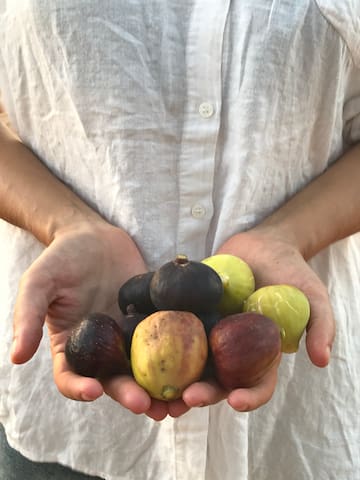 a person holding a pile of figs