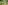 Four elephants eating and bathing in a lush jungle river.
