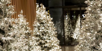 a group of christmas trees with lights