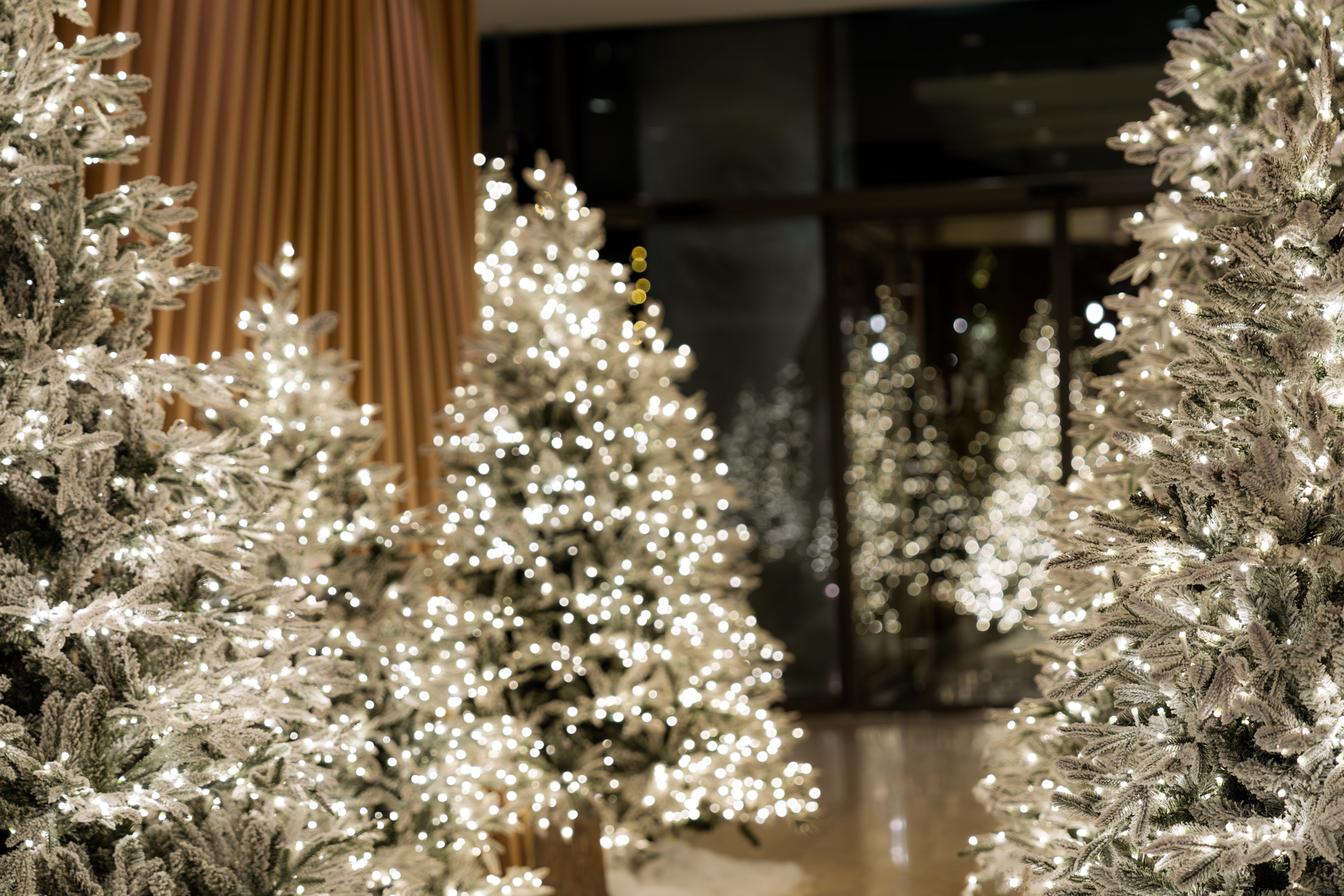 a group of christmas trees with lights