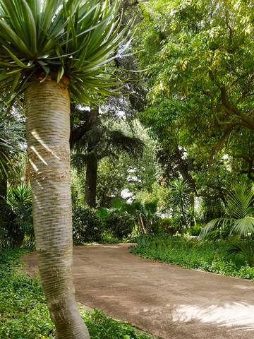 a path with trees and plants