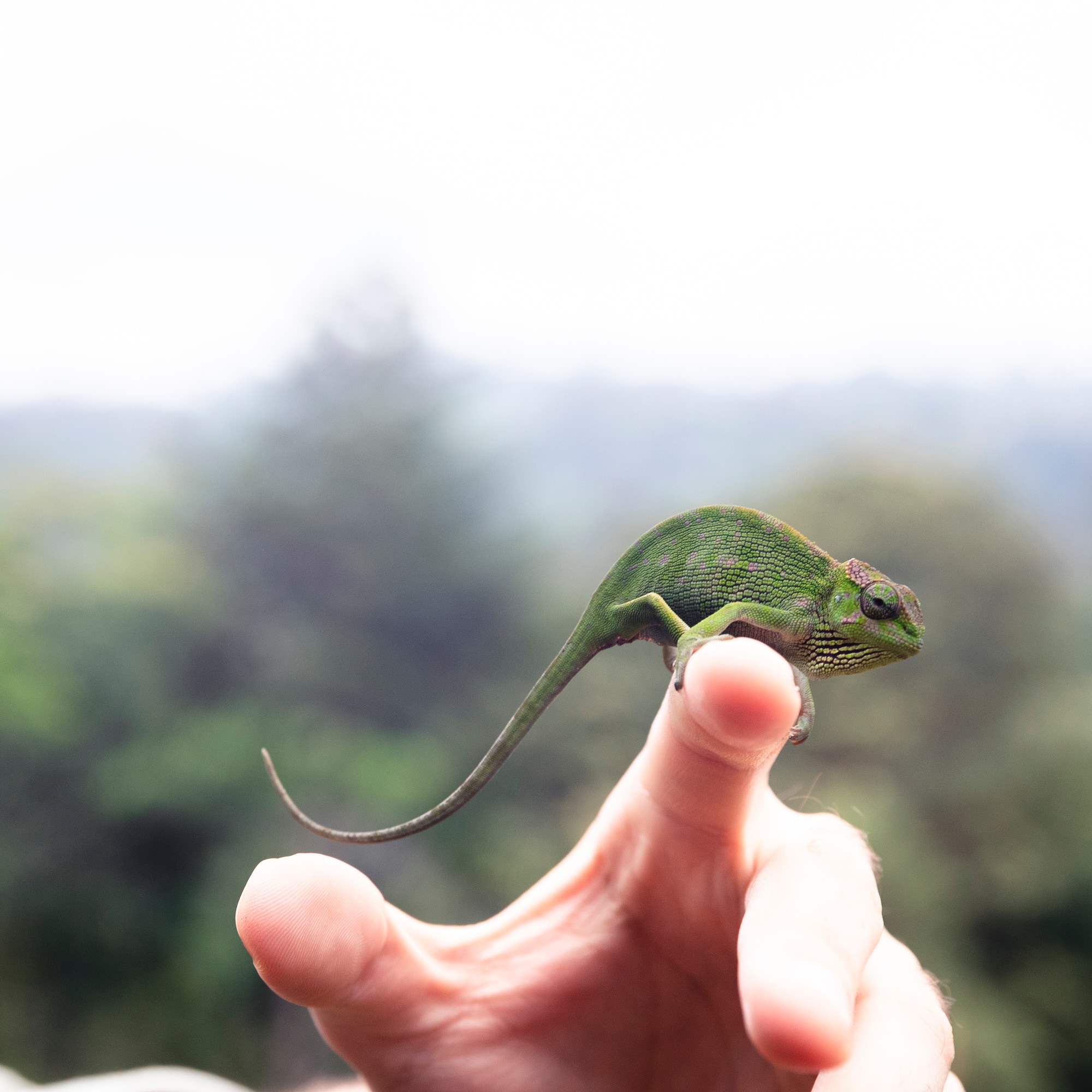 a person holding a lizard