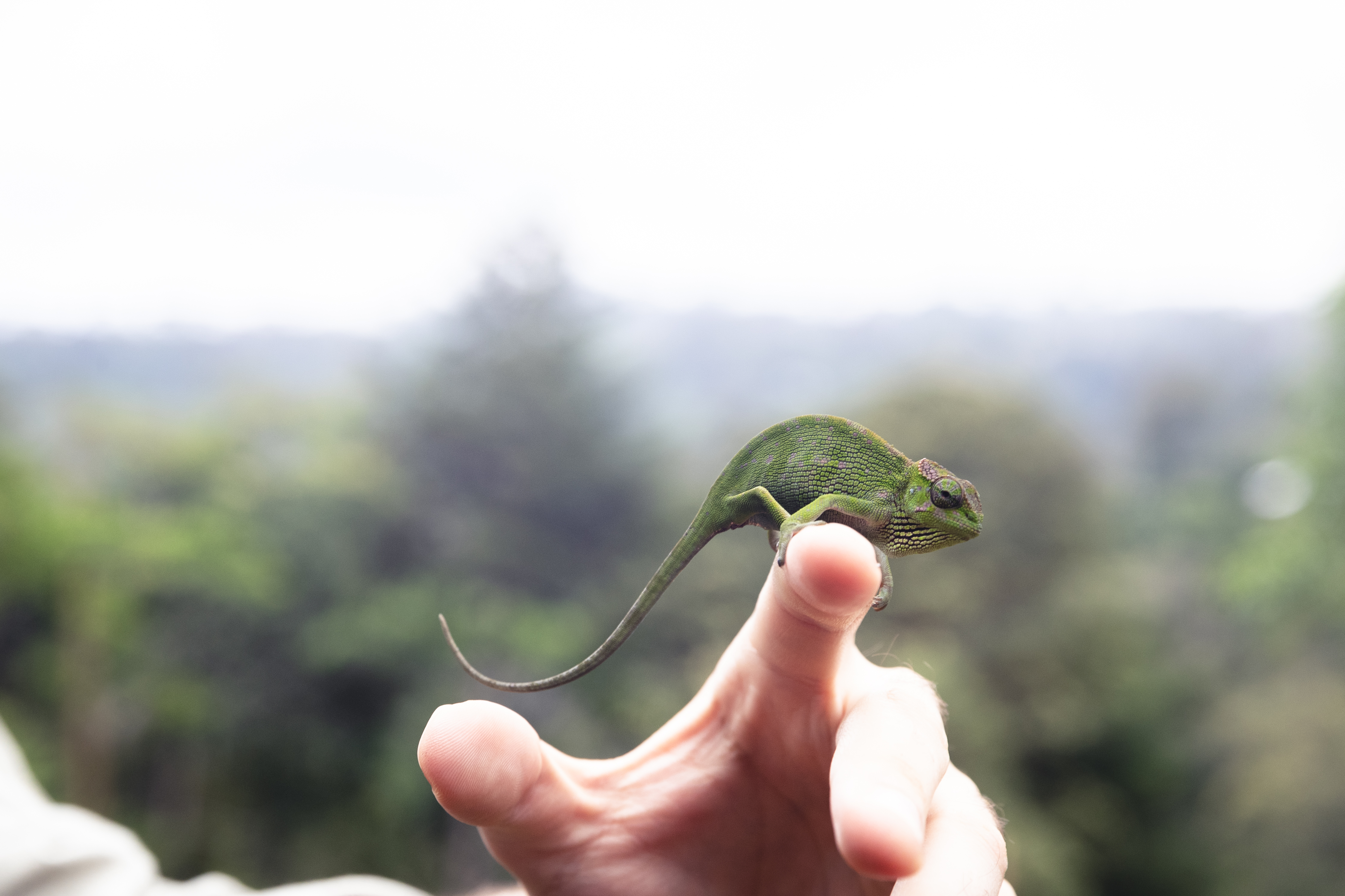 a person holding a lizard