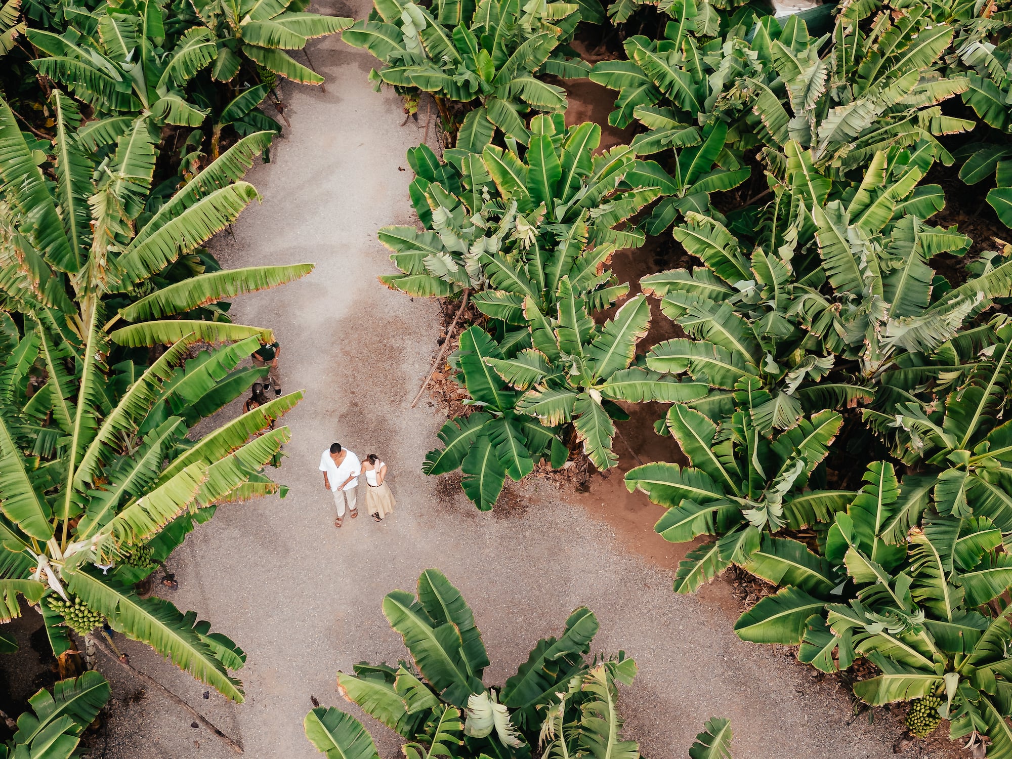 a man and woman standing in a banana plantation