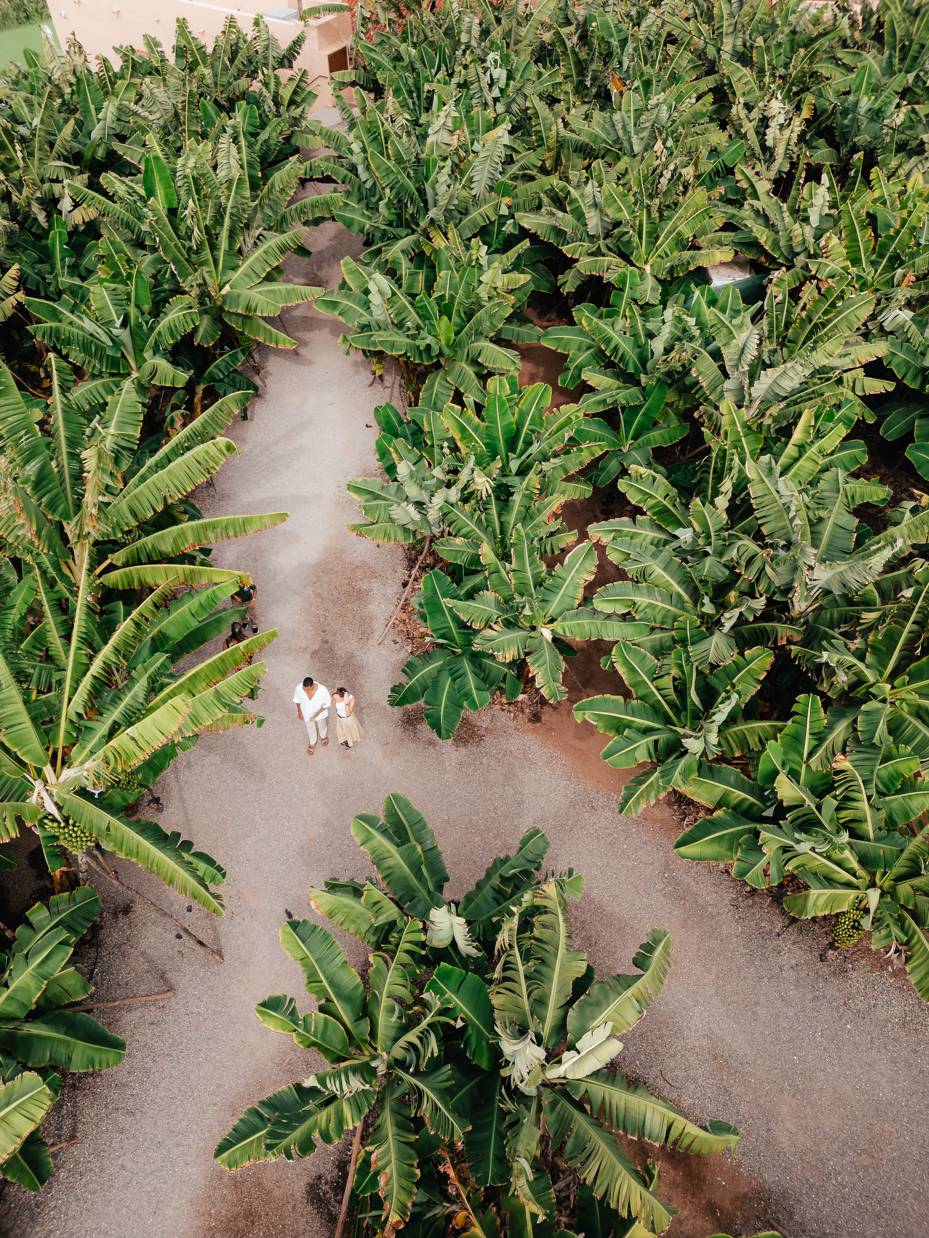 a man and woman standing in a banana plantation