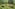 Herd of elephants grazing in a lush green jungle with a muddy pond.