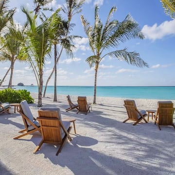 chairs on a beach with palm trees