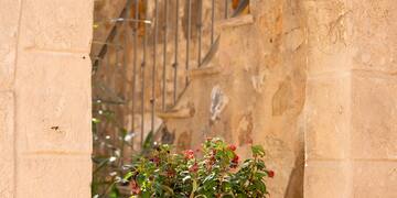 a potted plant in a stone archway