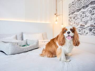 a dog sitting on a bed