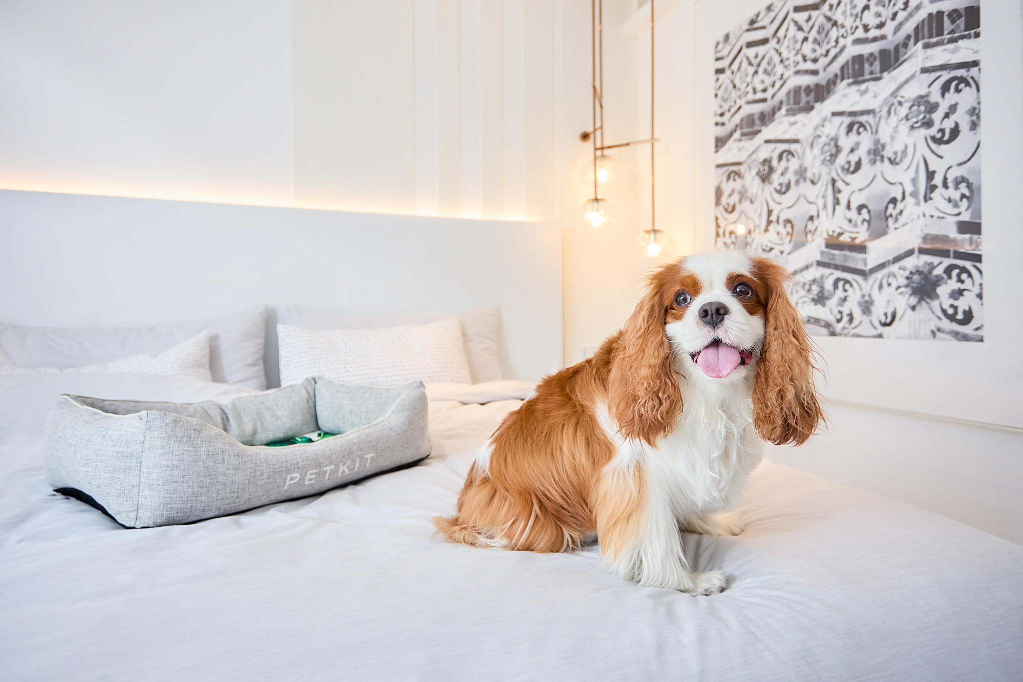 Cavalier King Charles Spaniel dog on white bed next to PETKIT pet bed.