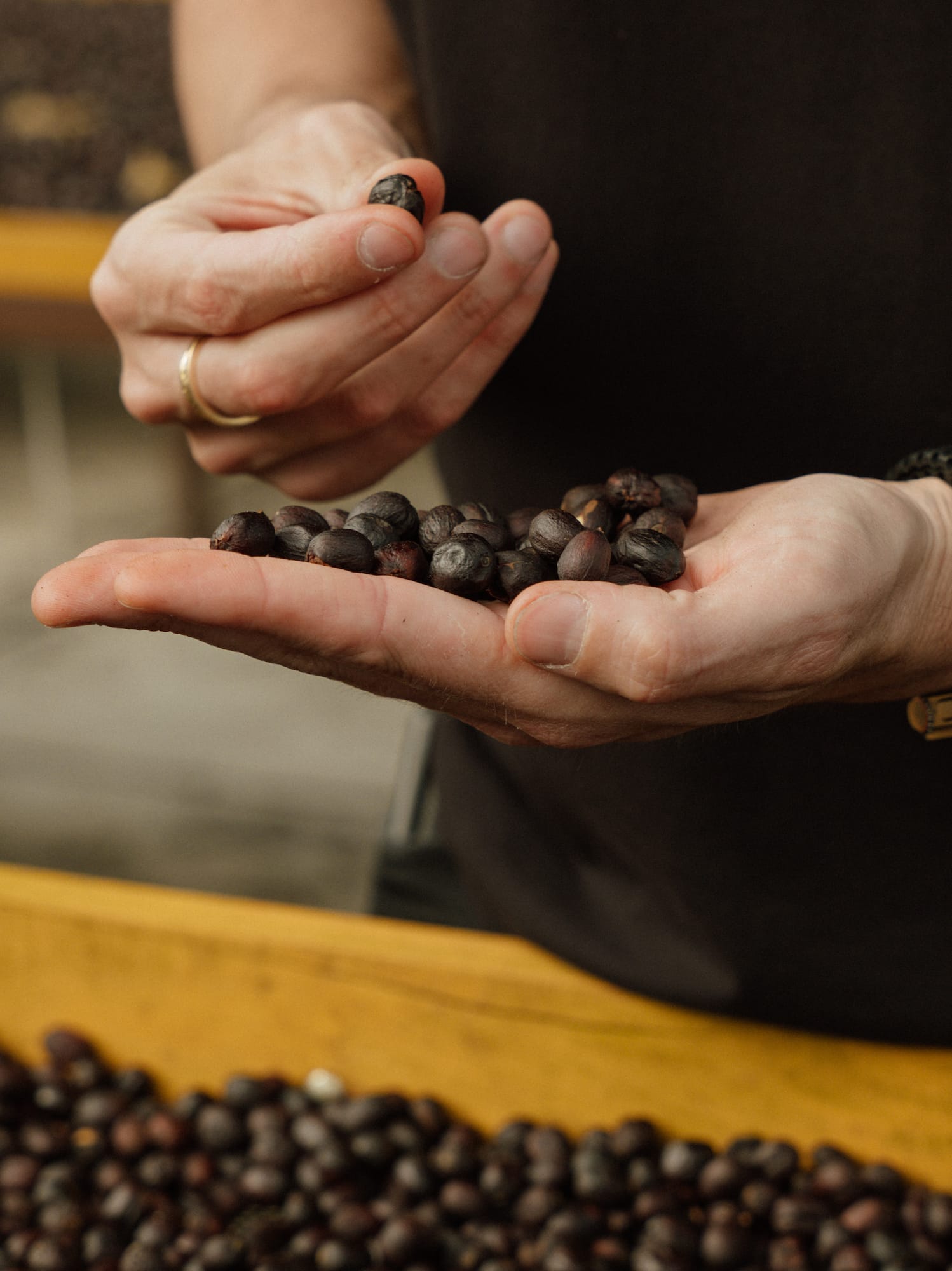 a person holding a handful of coffee beans