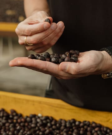 a person holding a handful of coffee beans