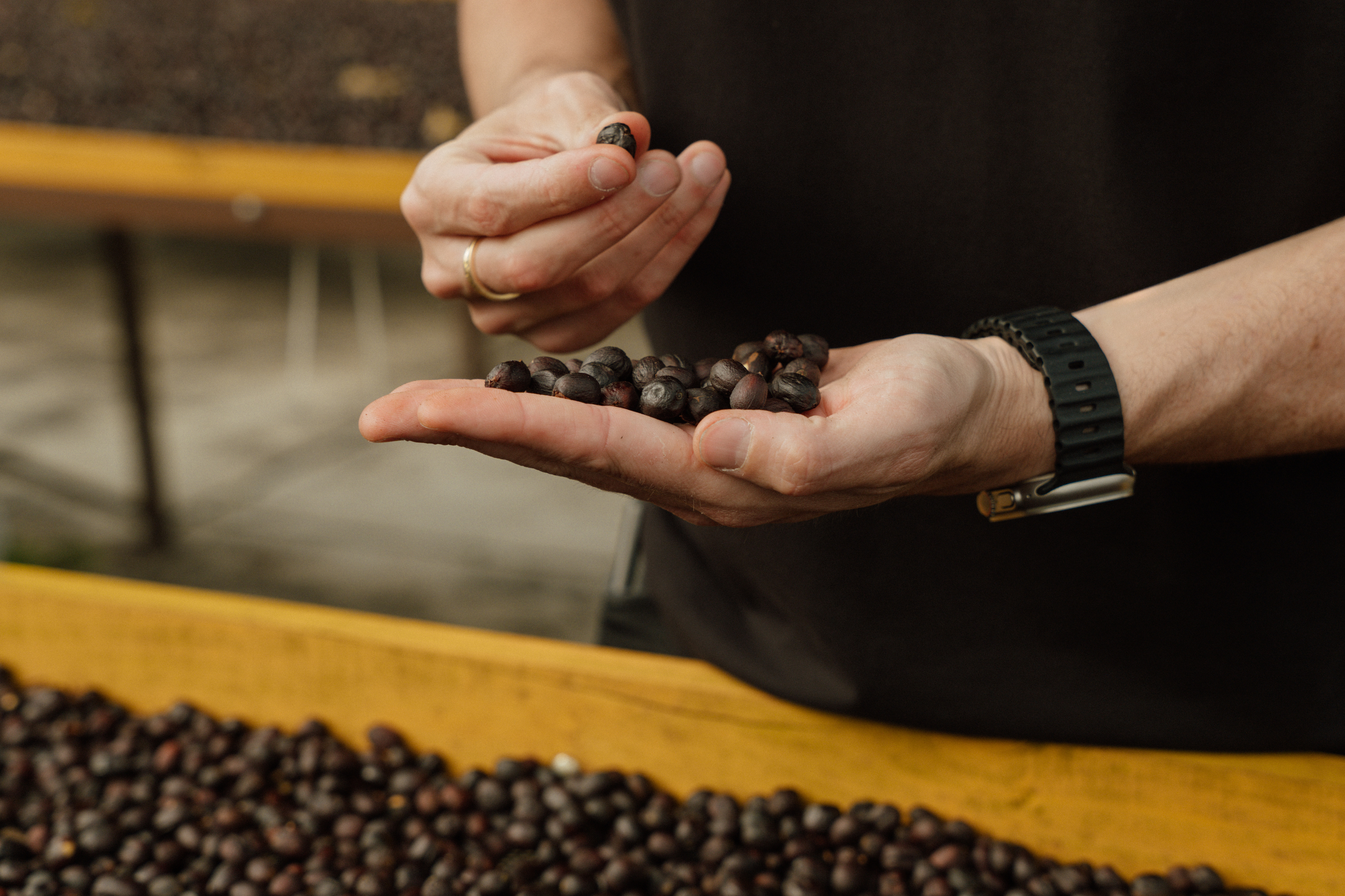 Hands inspecting dried coffee beans on a drying bed for quality.