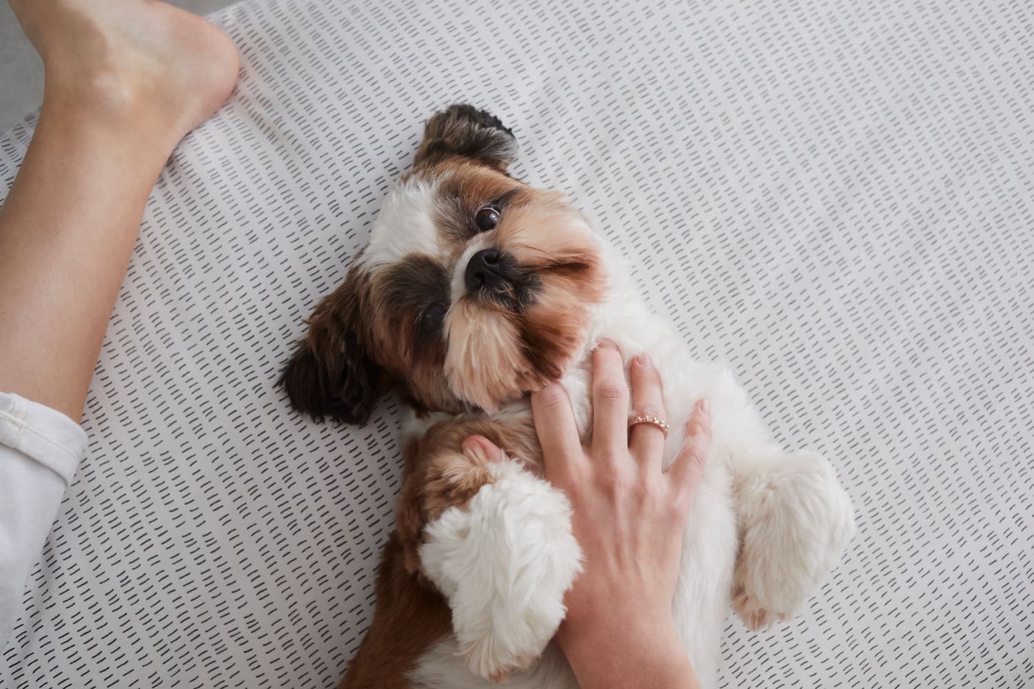 a dog lying on a bed