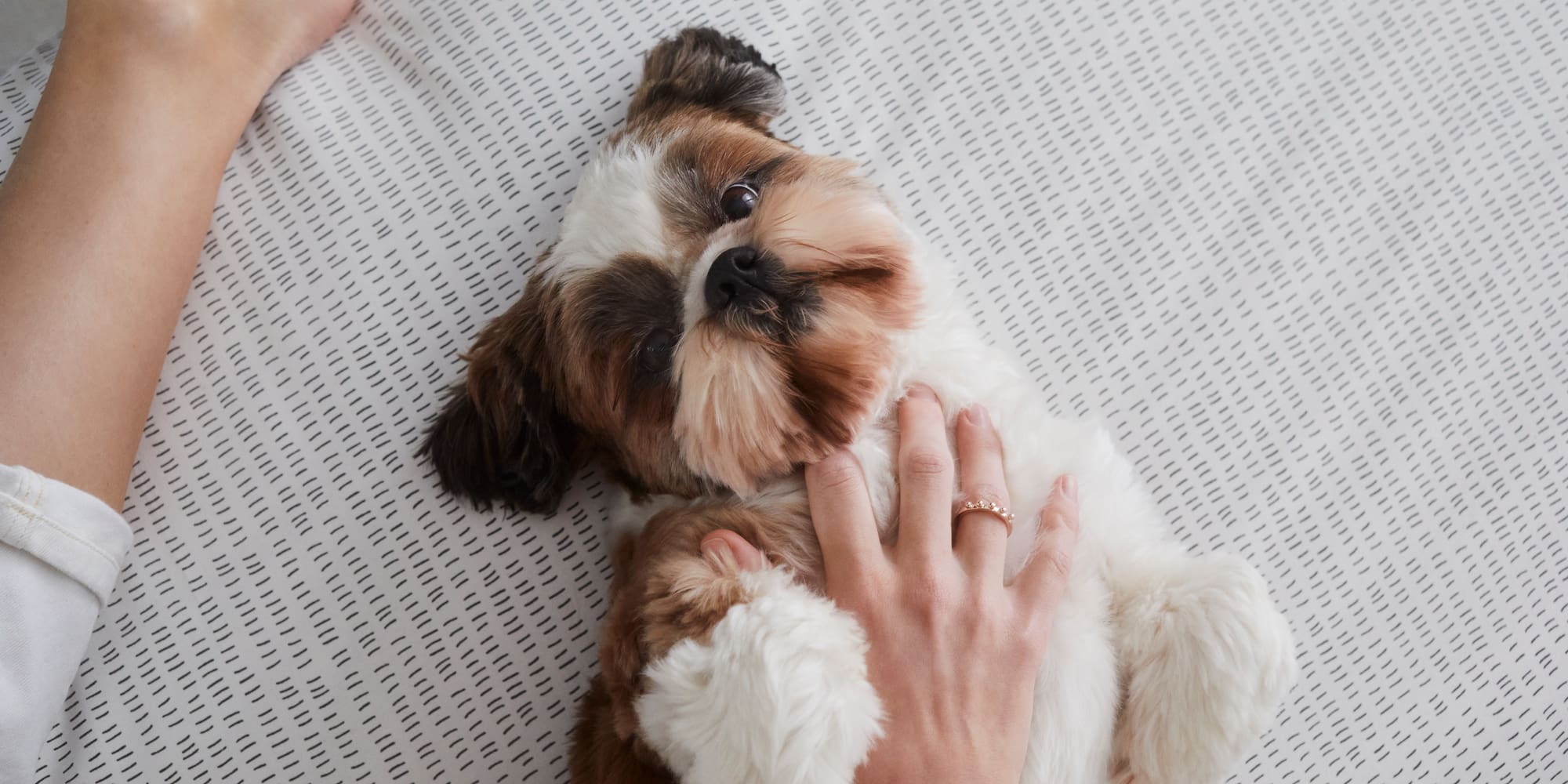 a dog lying on a bed
