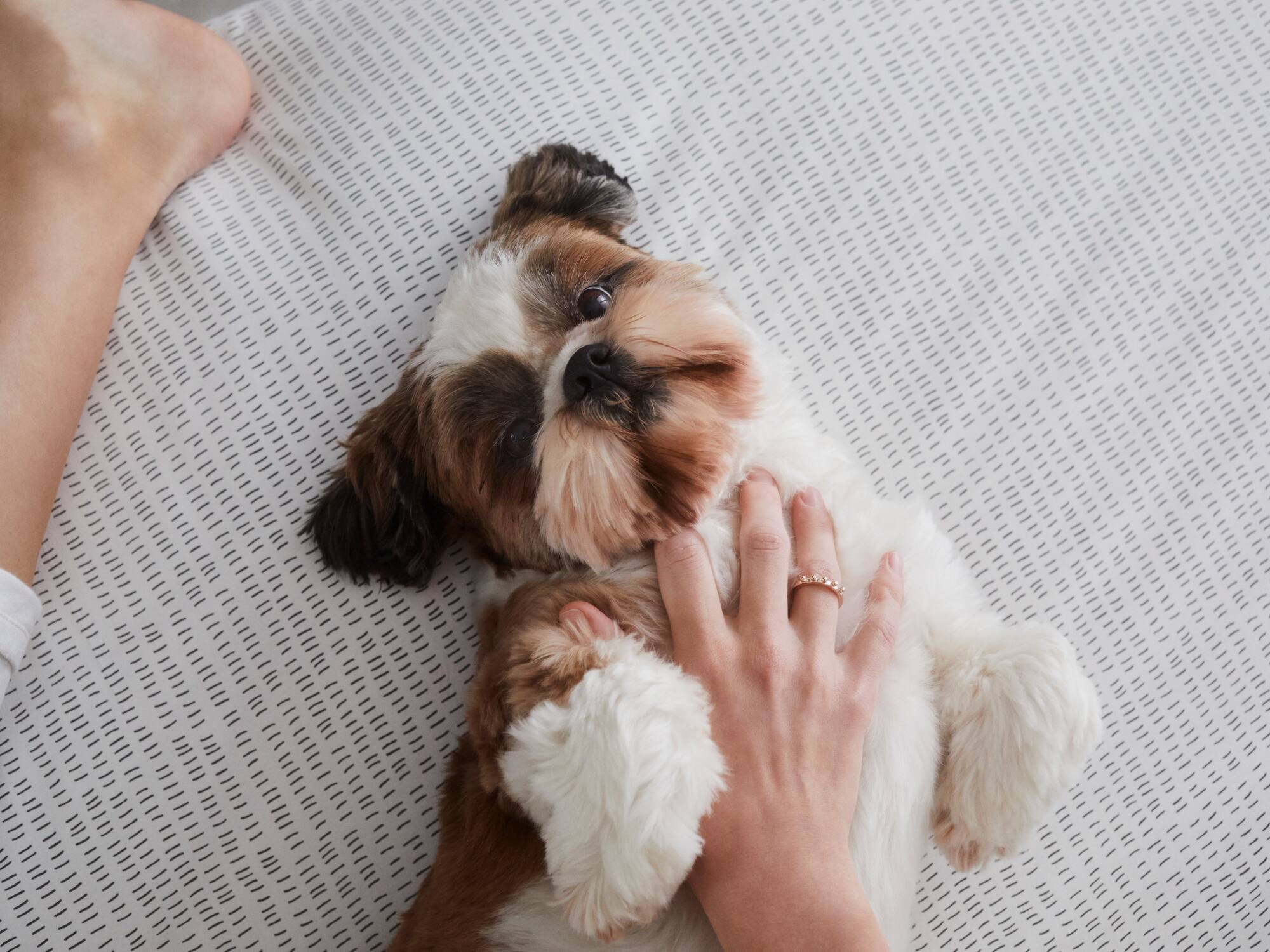 a dog lying on a bed