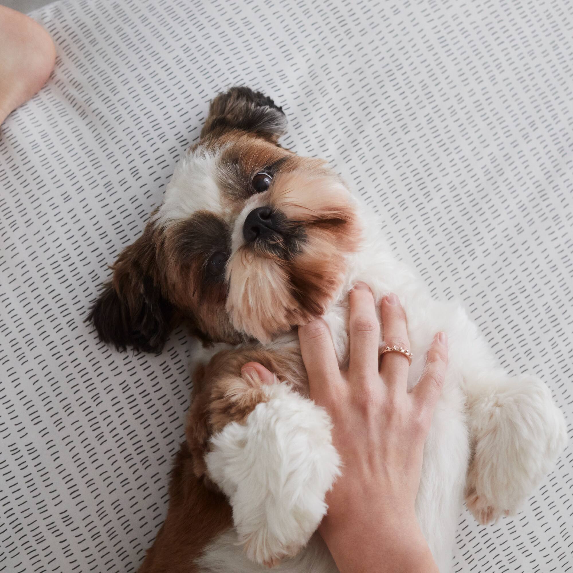 a dog lying on a bed