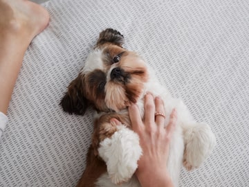 a dog lying on a bed