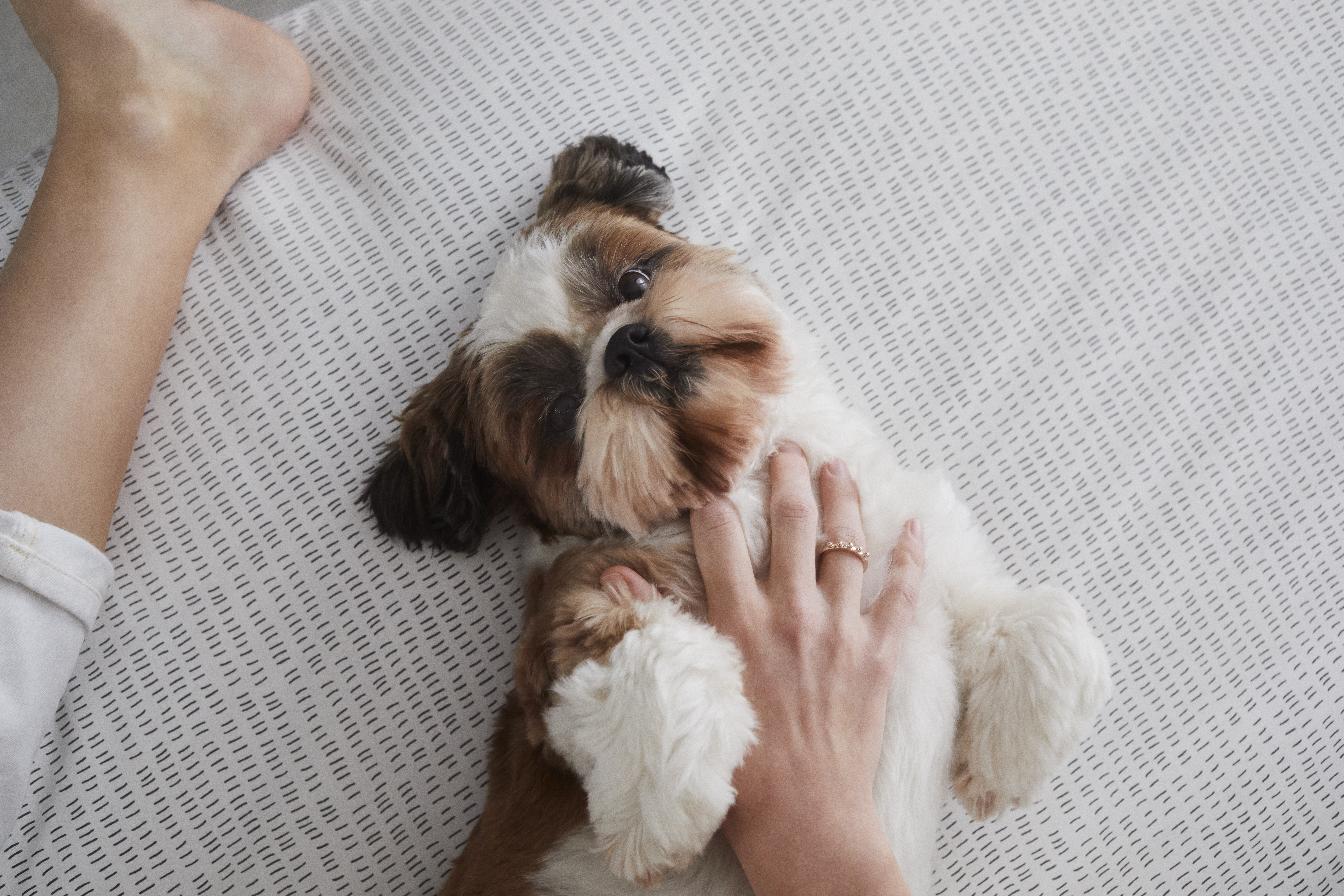 Pampered Shih Tzu dog getting belly rubs on a bed.