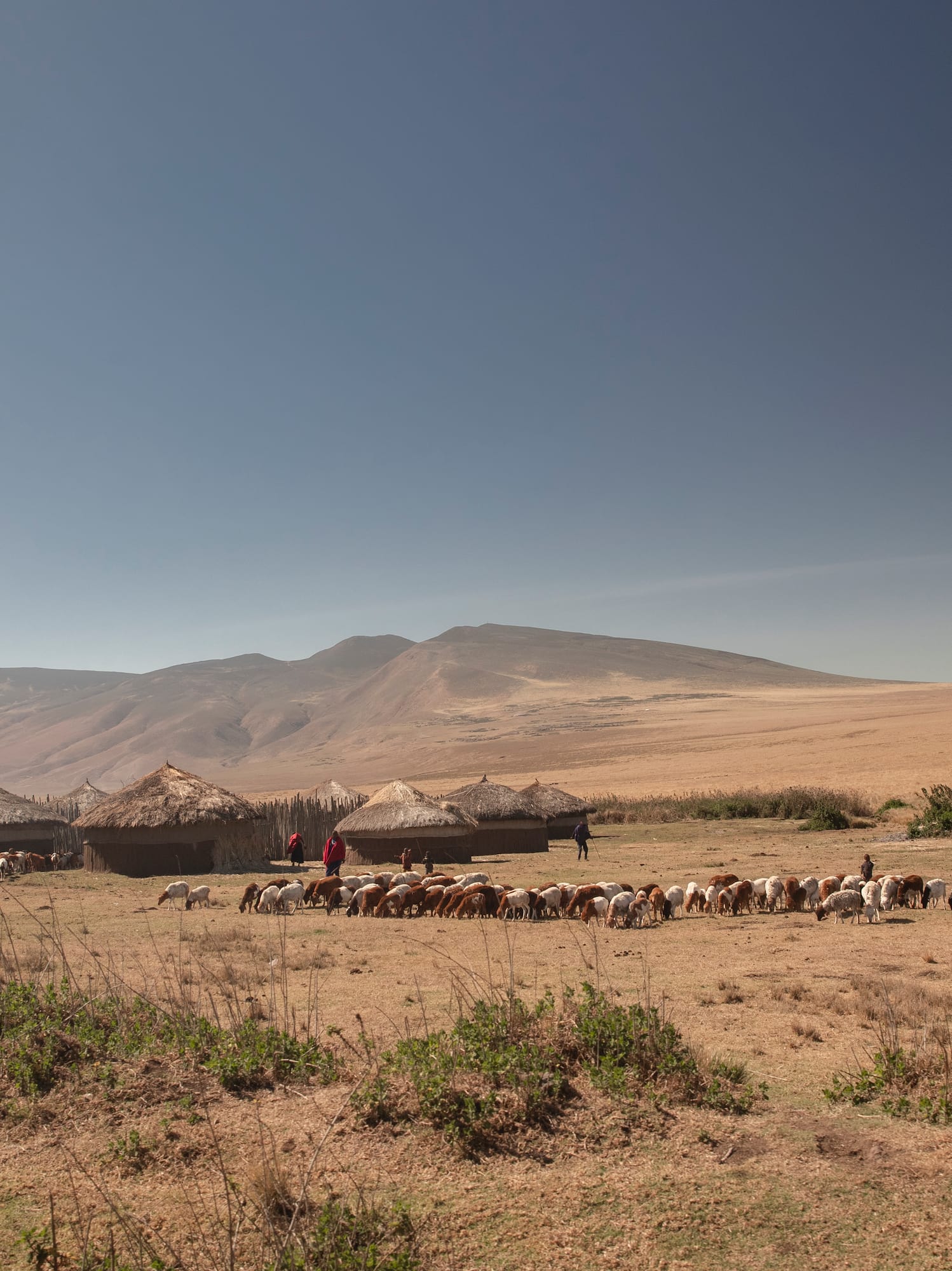 a herd of animals in a field
