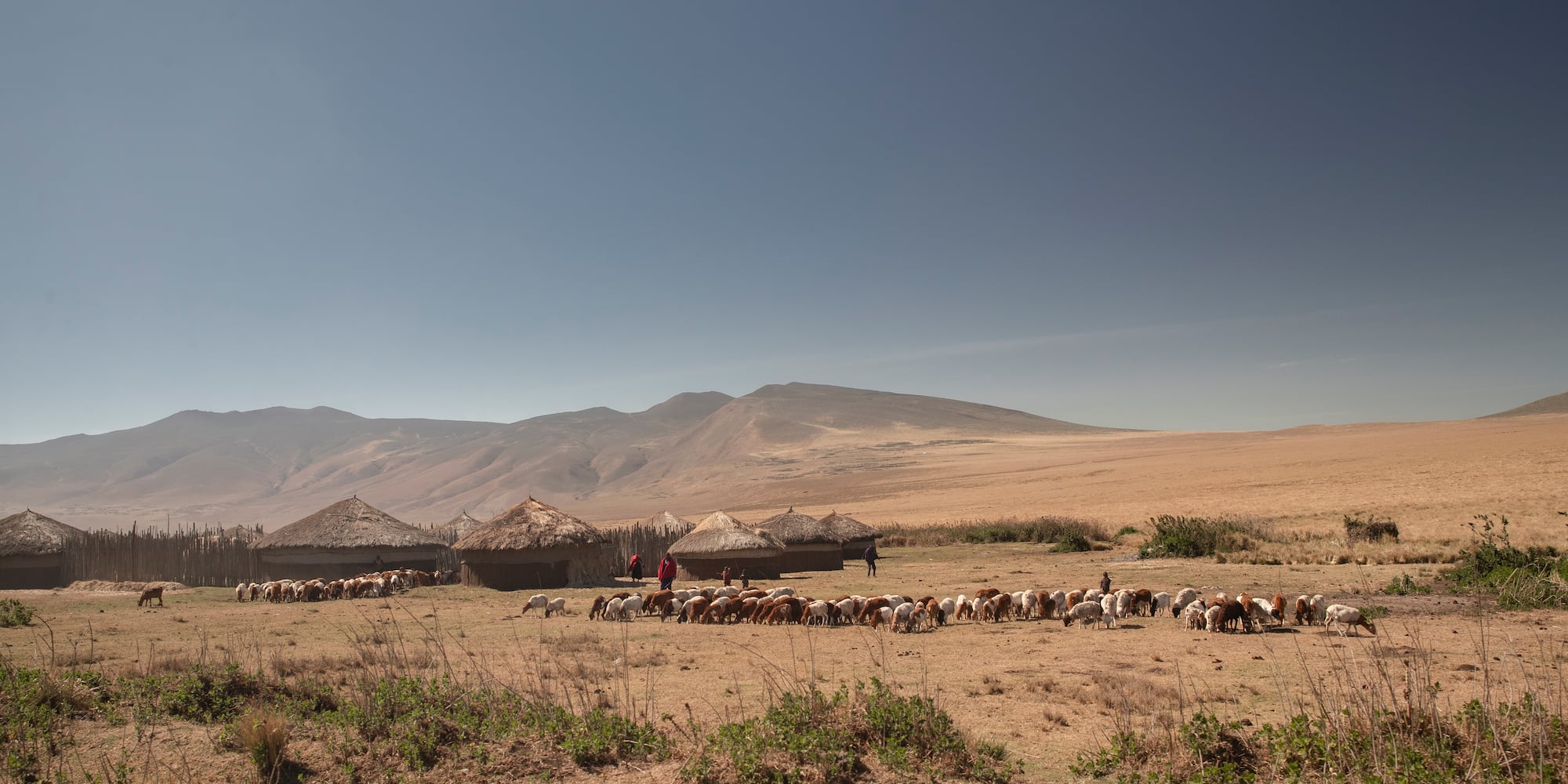 a herd of animals in a field