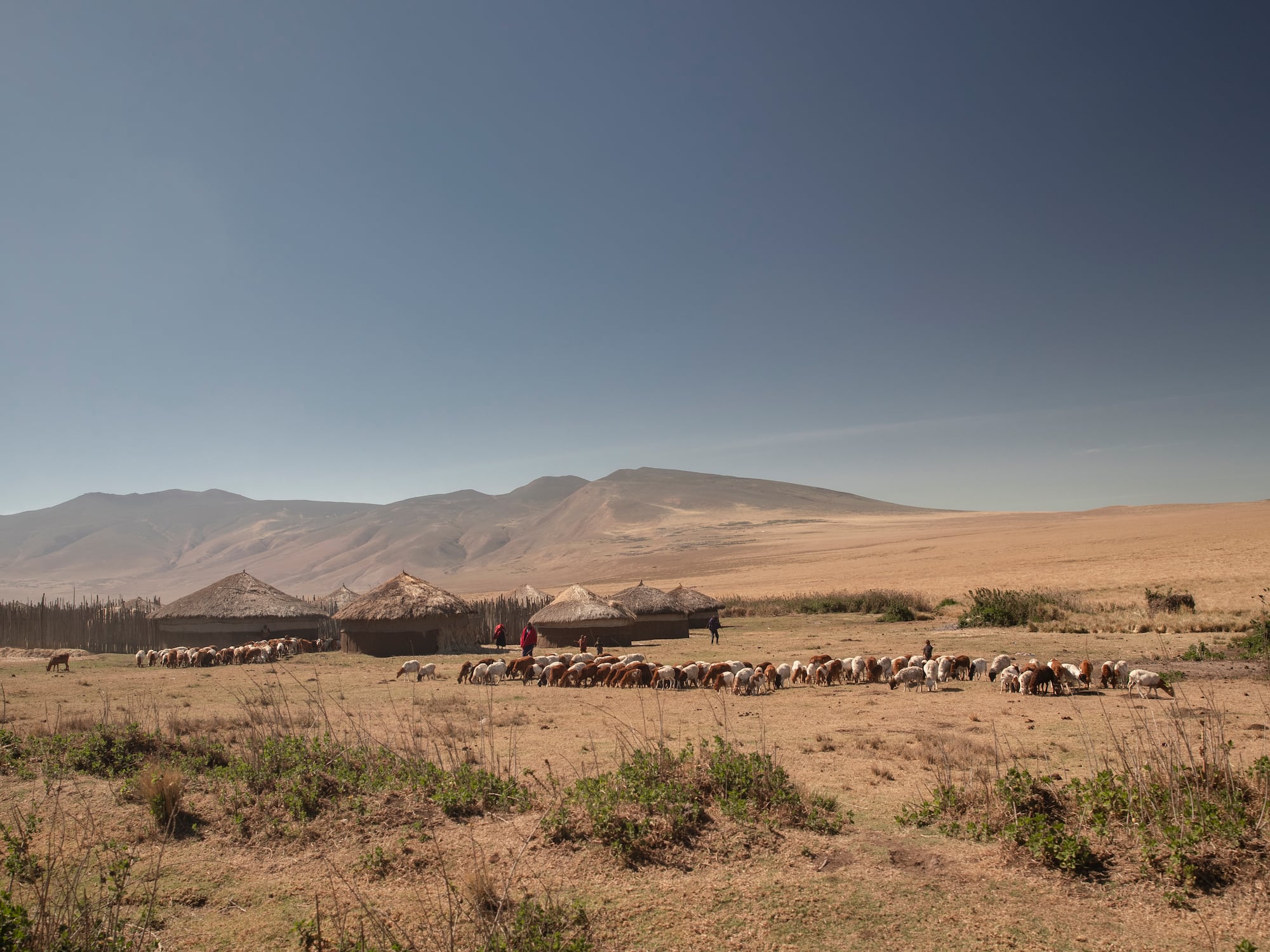 a herd of animals in a field