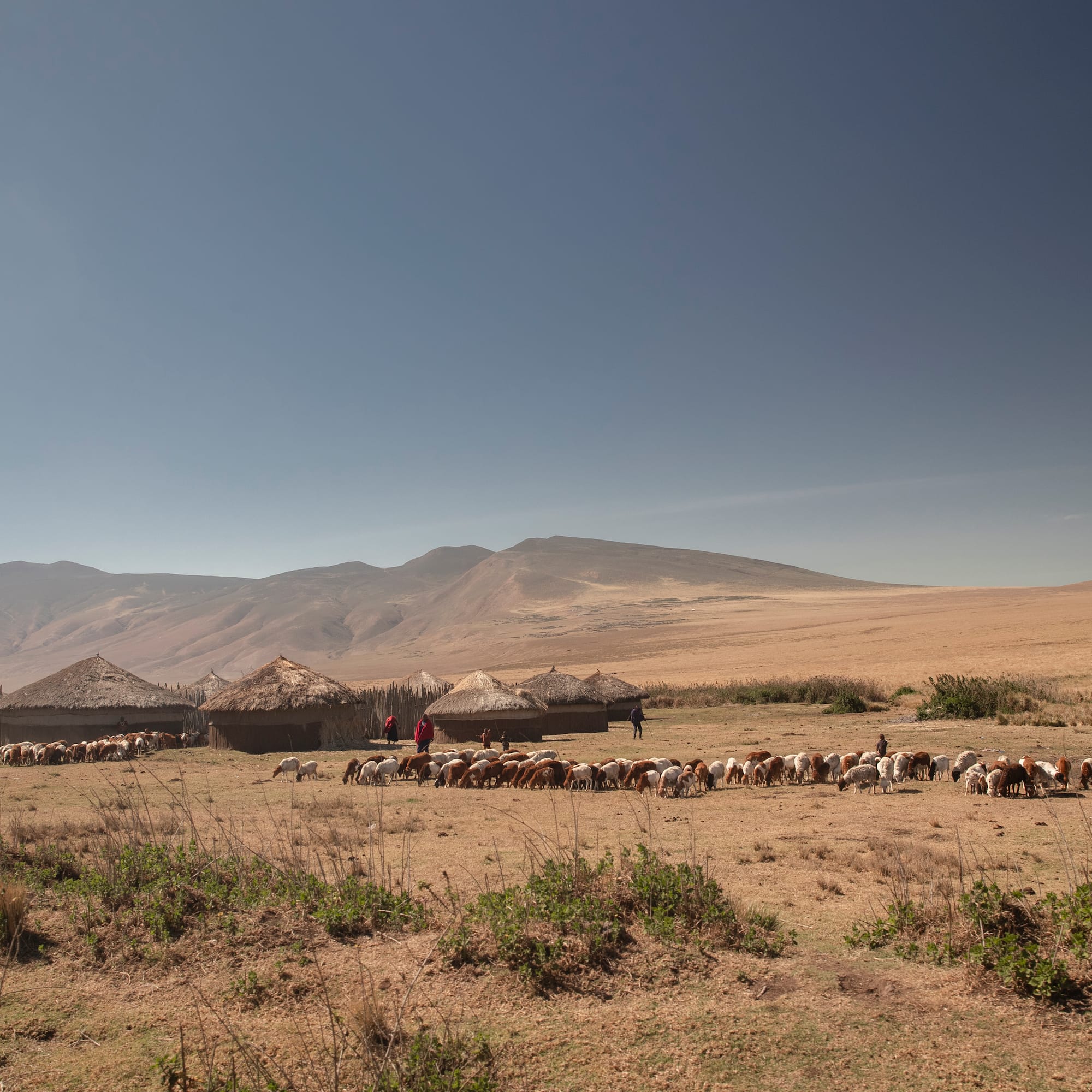 a herd of animals in a field