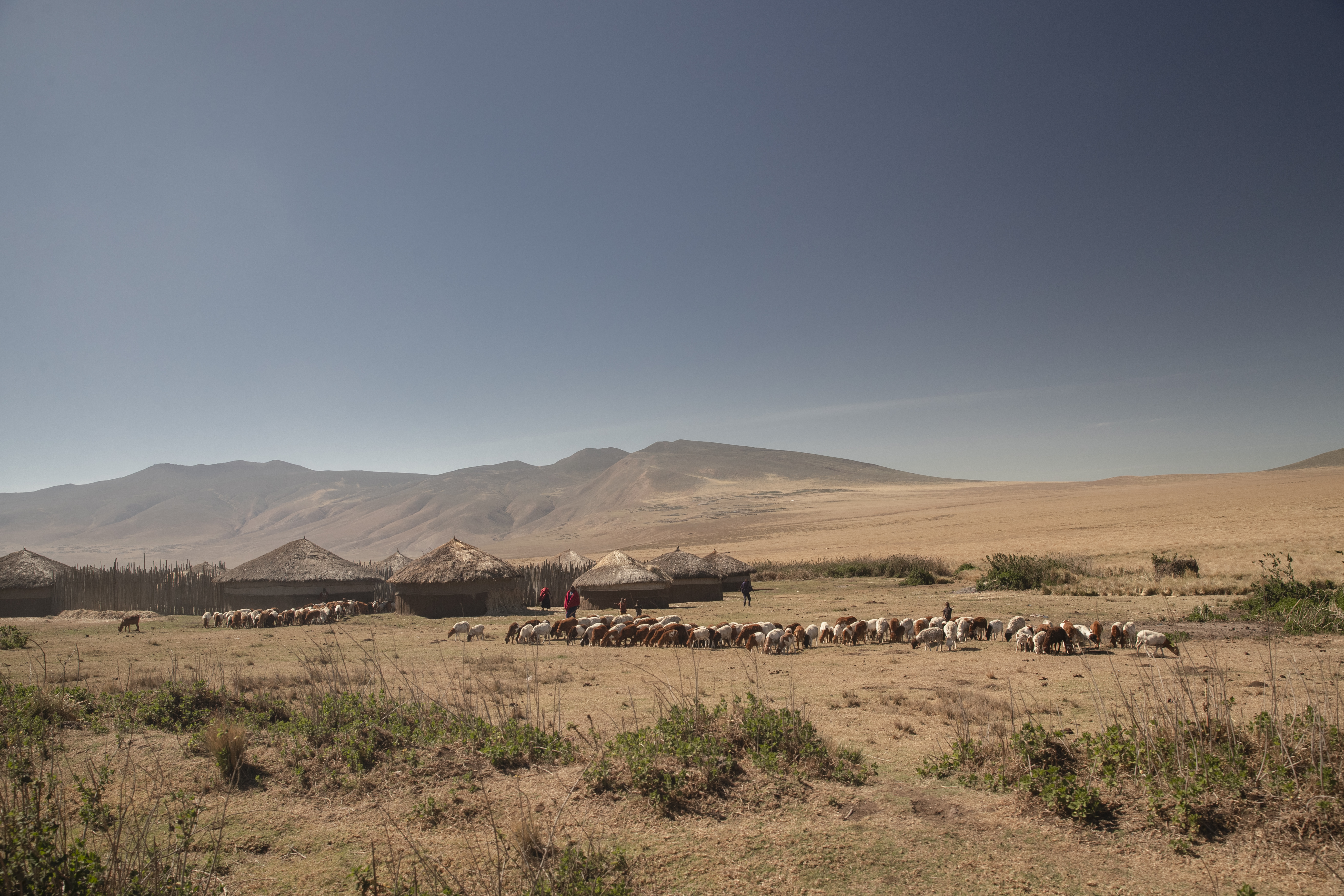 a herd of animals in a field