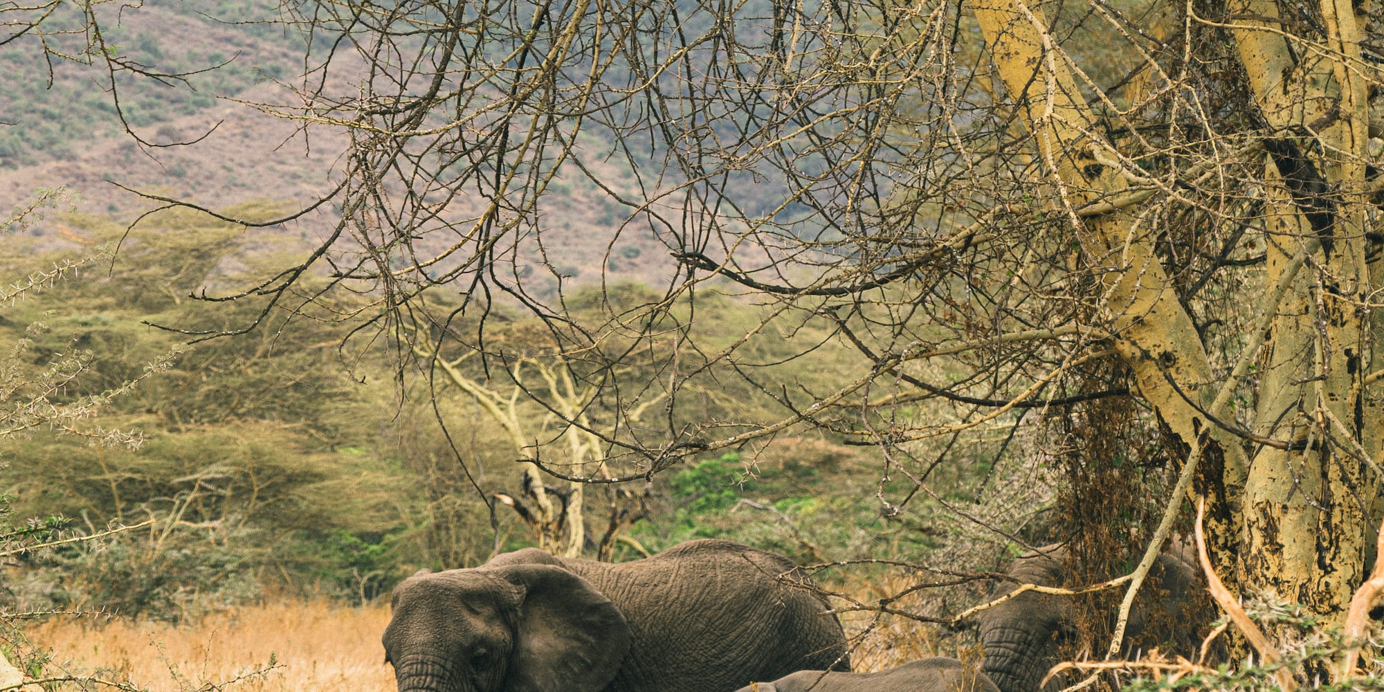 elephants standing under a tree