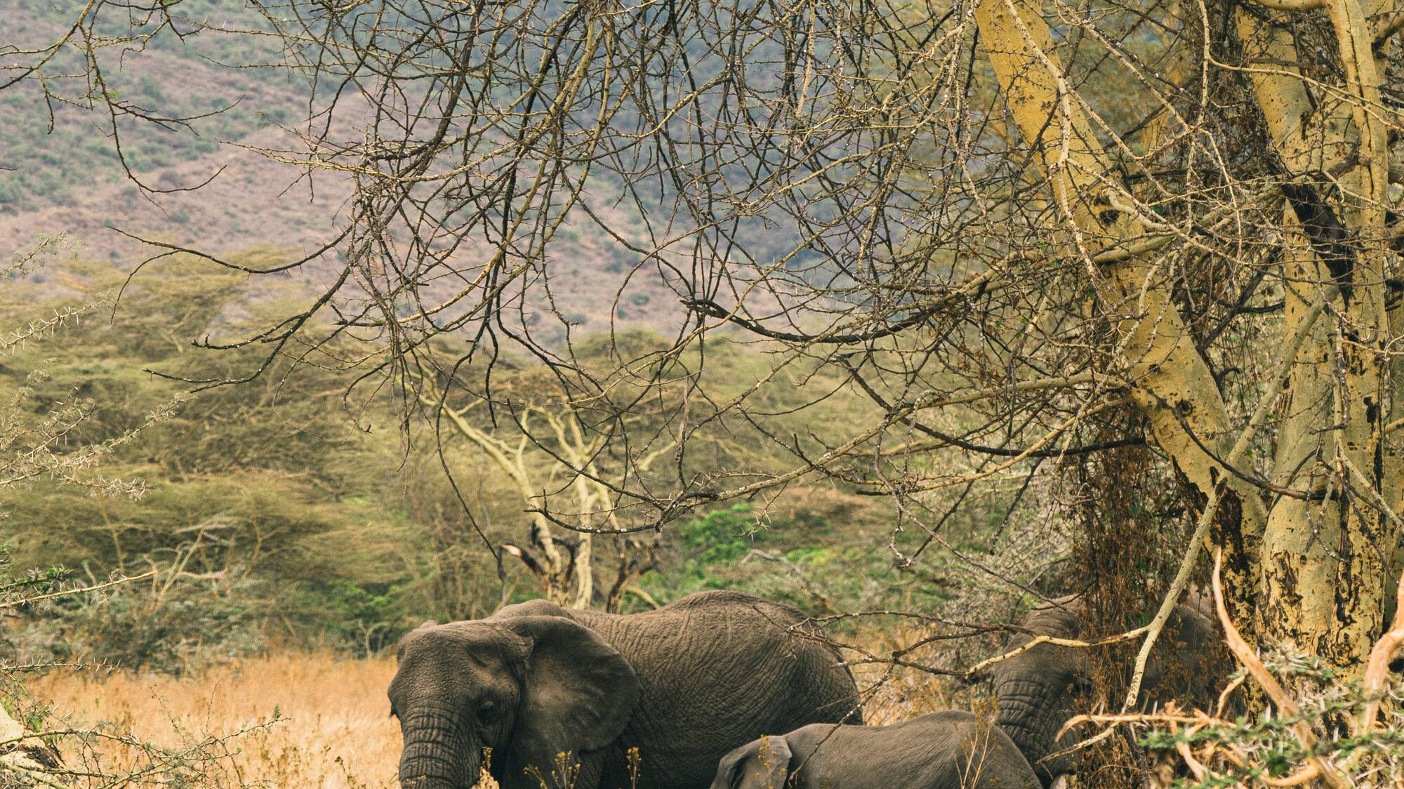 elephants standing under a tree
