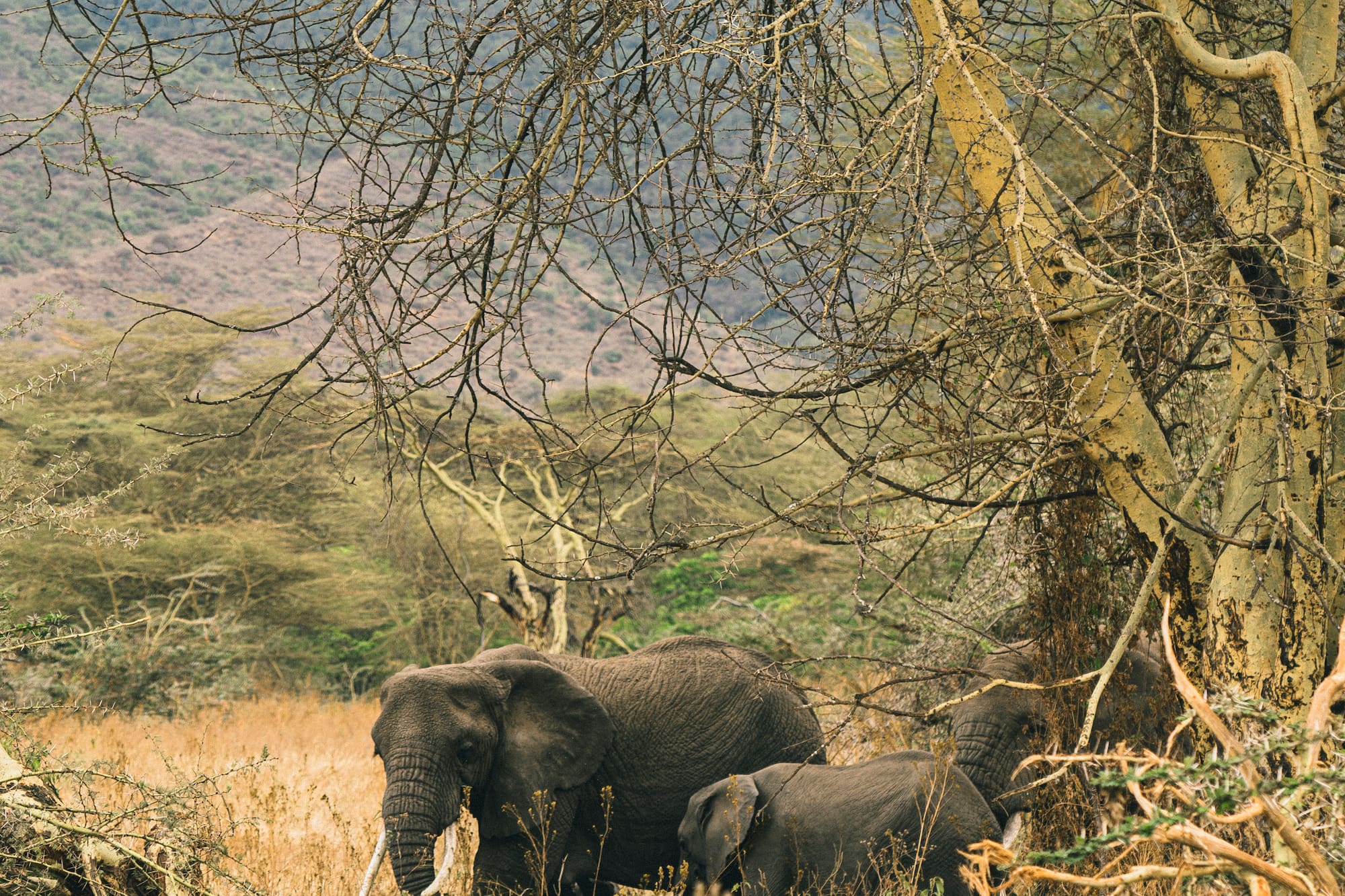 elephants standing under a tree