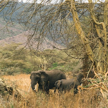elephants standing under a tree