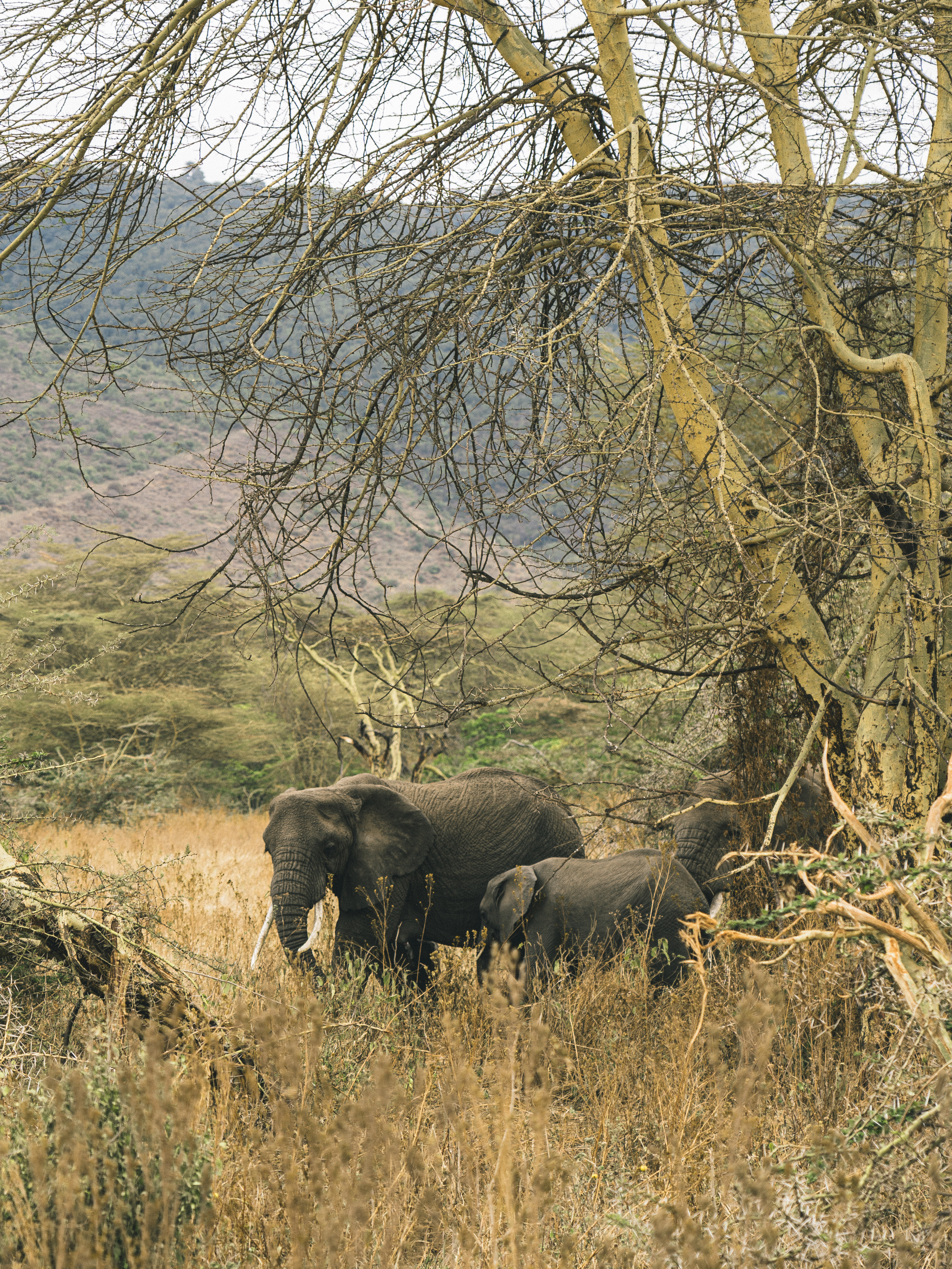 Two elephants, adult and calf, under acacia tree in dry African savanna.