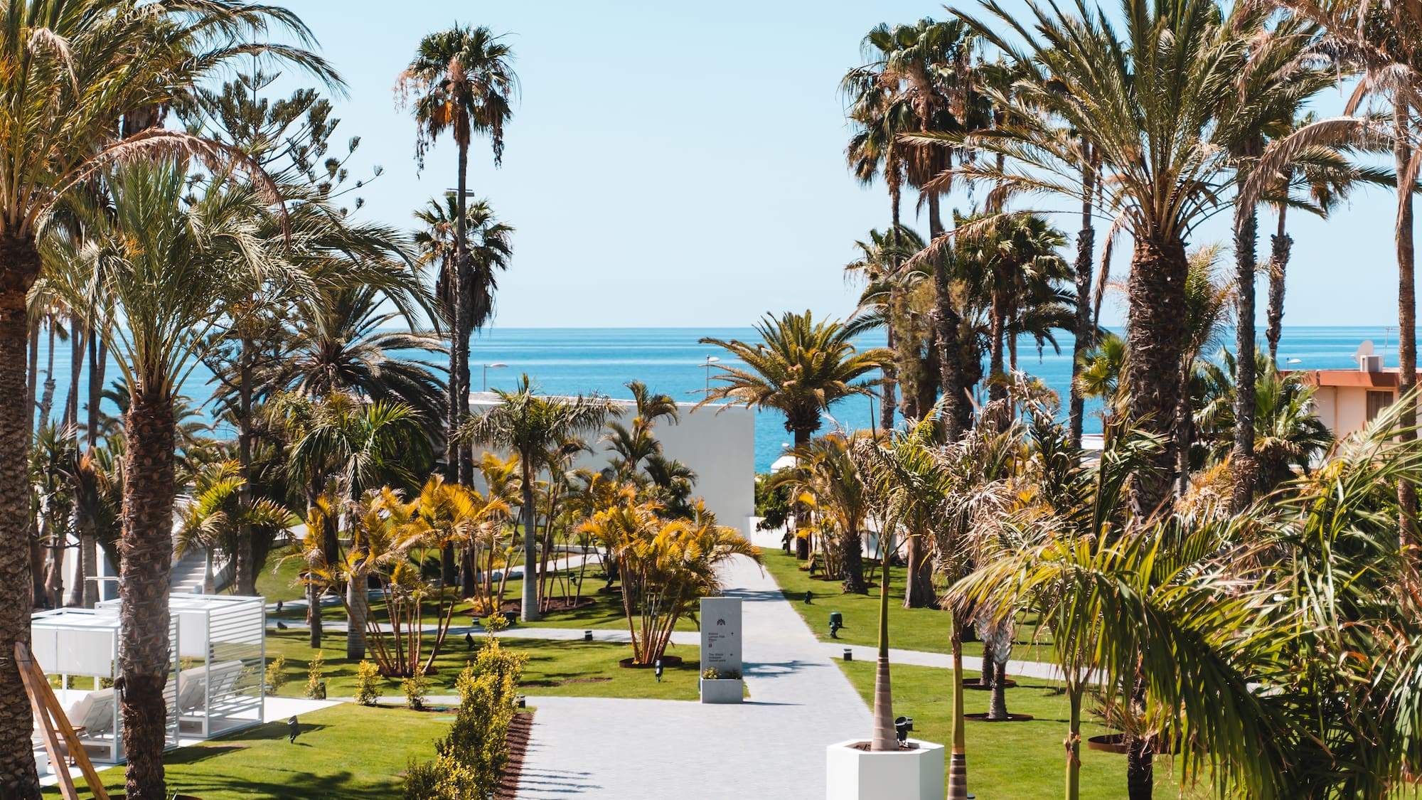 a palm trees and a walkway by the ocean