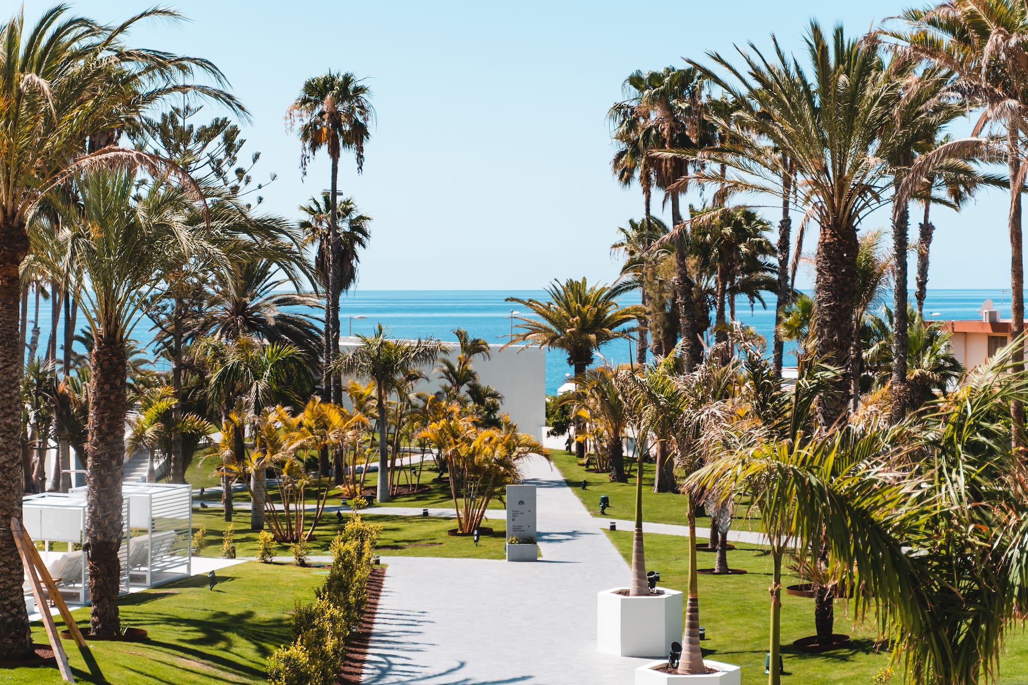 a palm trees and a walkway by the ocean